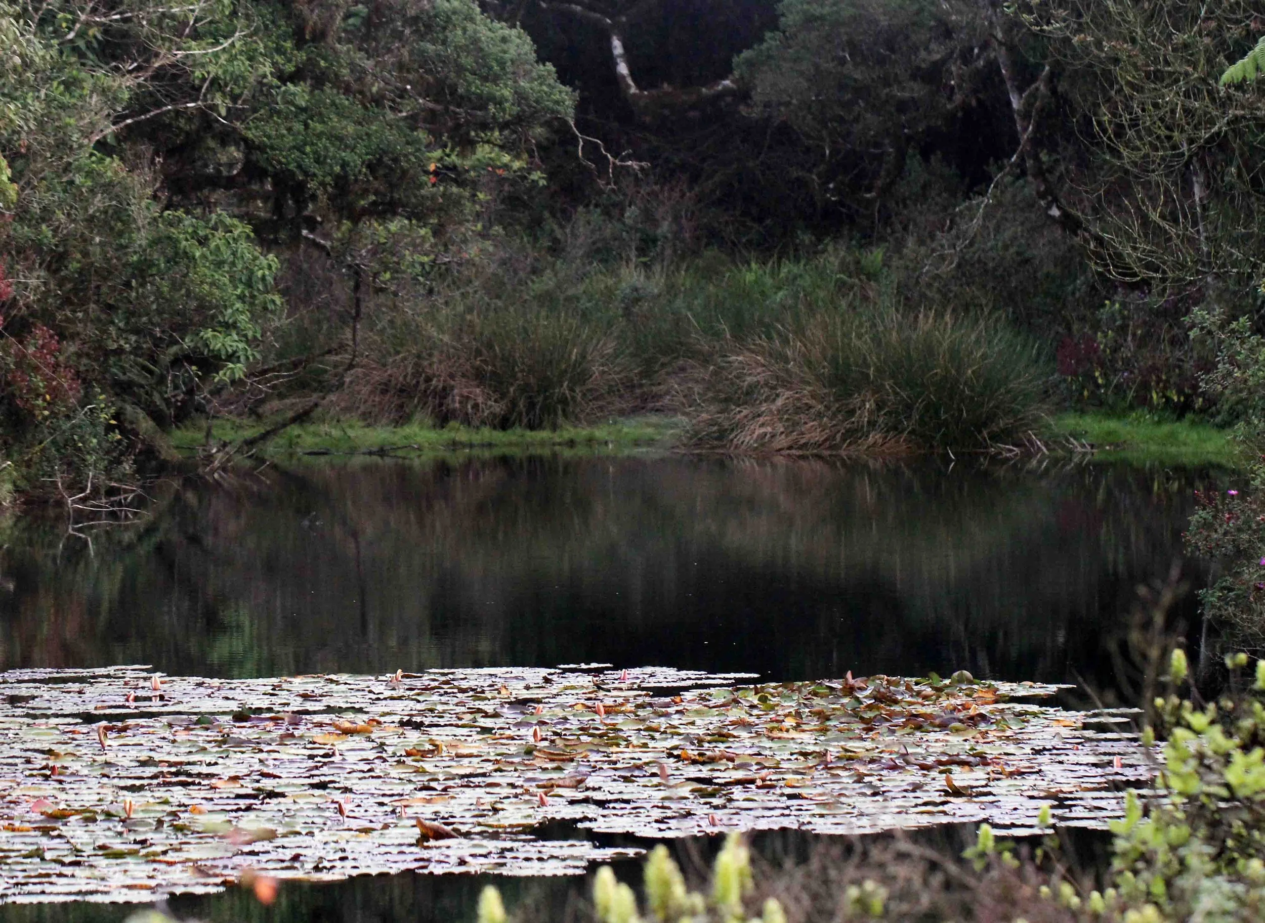 NUWARA ELIYA， HORTON PLAINS NATIONAL PARK,  SRI LANKA (1).JPG