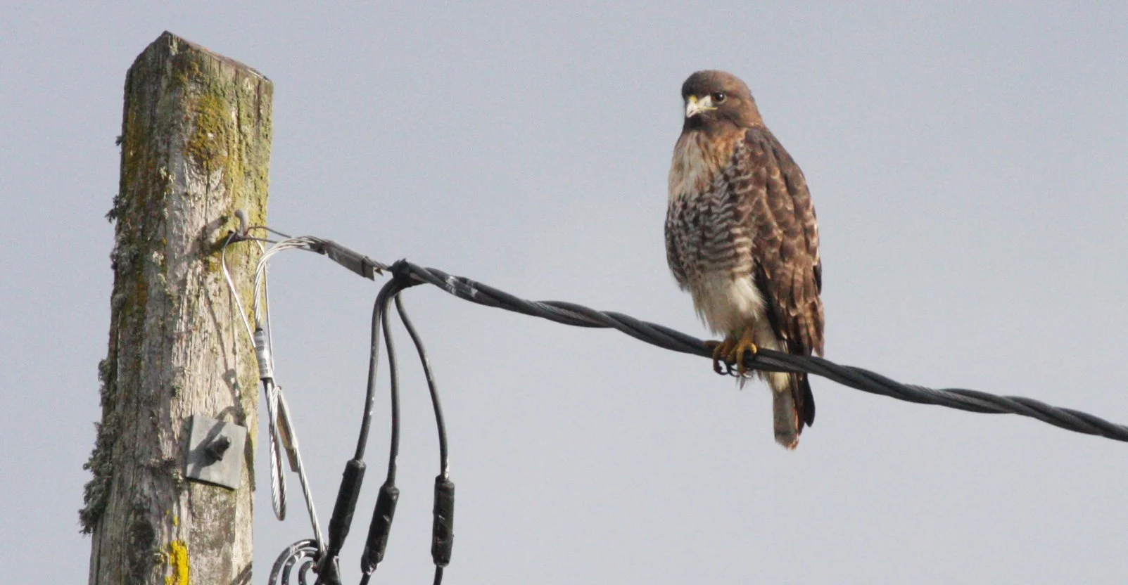 Buteo jamaicensis - RED-TAILED HAWK - JAMESTOWN WA (31).JPG