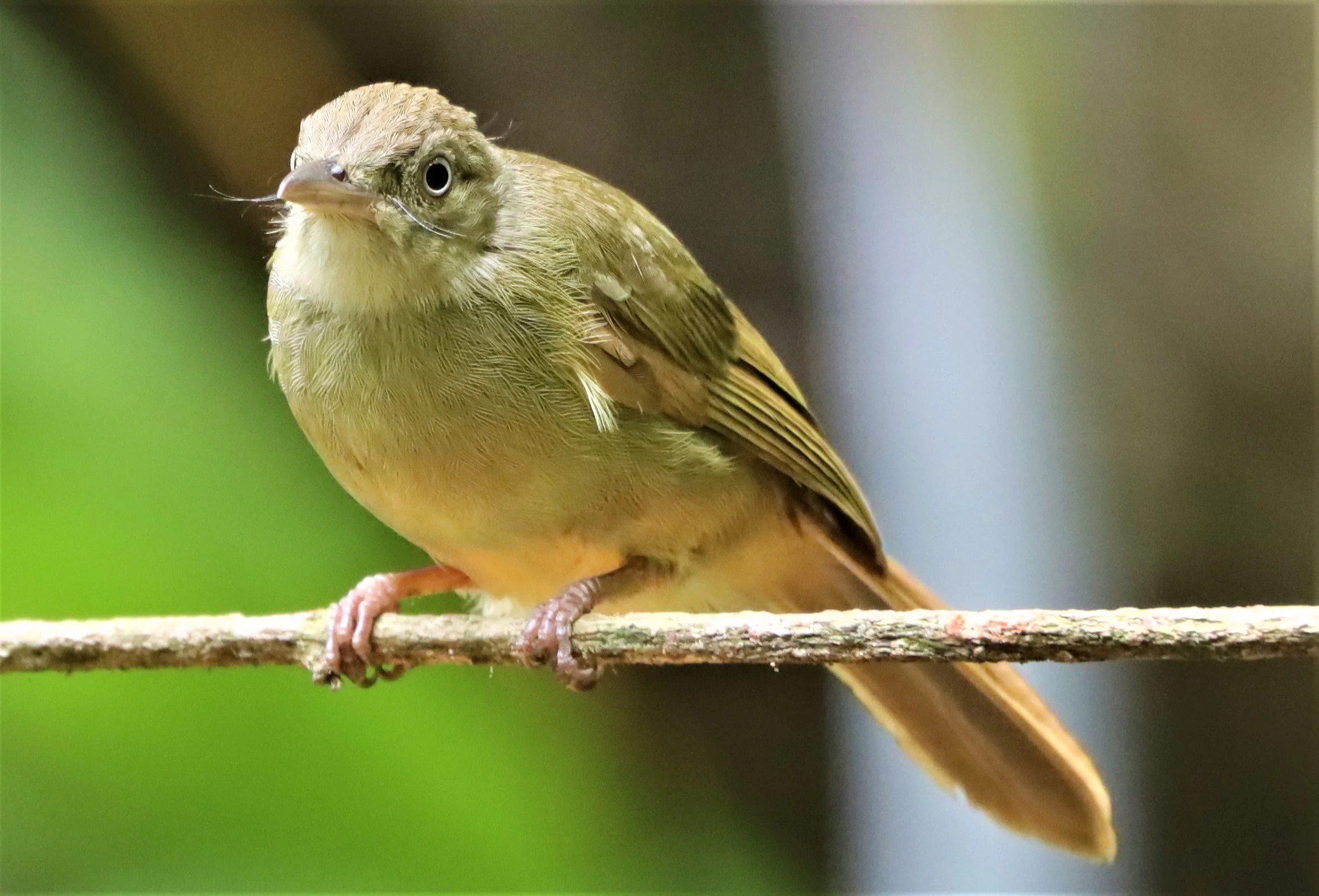 BULBUL - GREY-EYED BULBUL - Iole propinqua -  - DOI INTHANON JULY 2 2021 (15).jpg