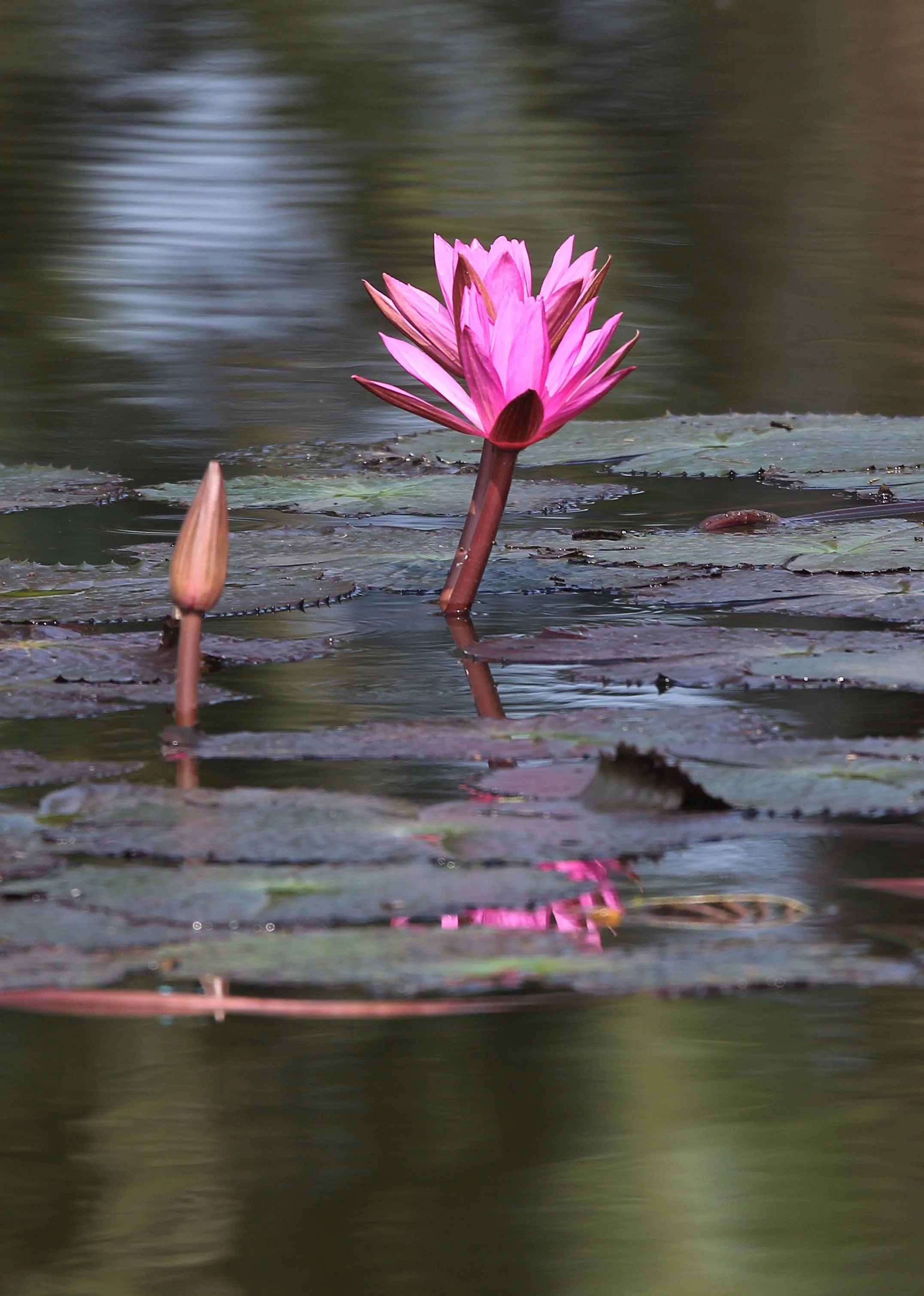 2015 Koh Lanta October Break Trip  (341).JPG