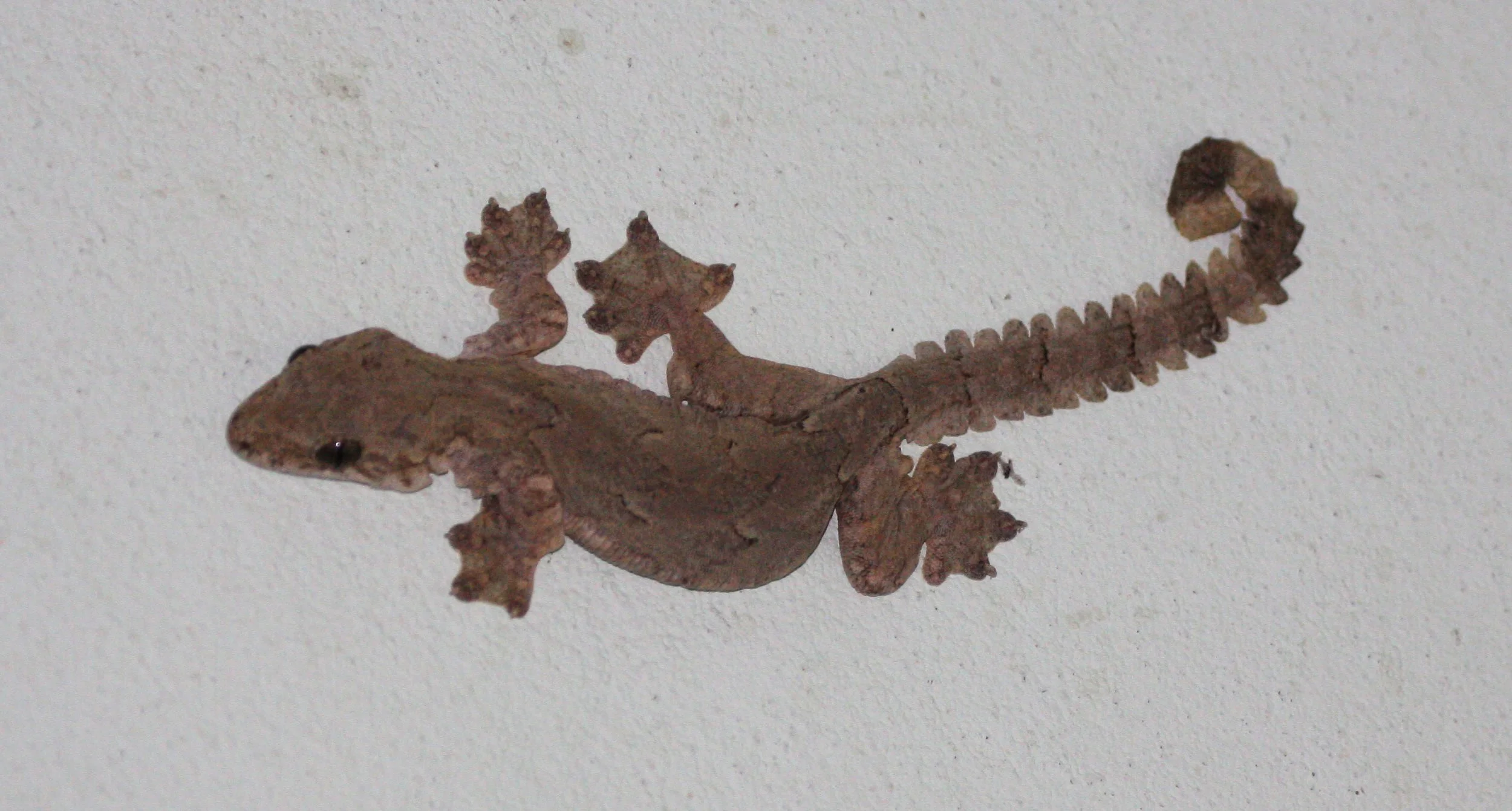 Gekko tokehos - CAMBODIAN GLIDING or PARACHUTE GECKO - KRUNG CHIN NP THAILAND  (4).JPG