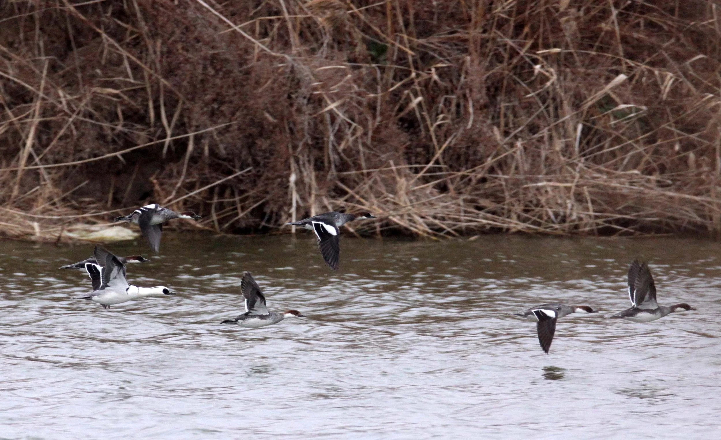 SMEW - Mergellus albellus - YANCHENG CHINA (9).JPG