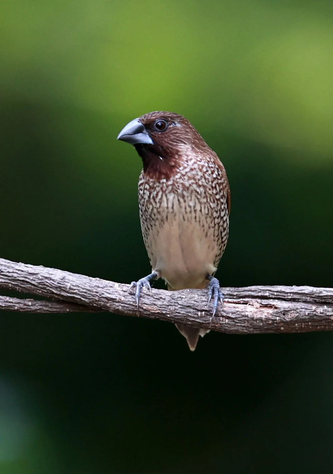 Munia - Scaly-breasted Munia - Lonchura punctulata - Bang Pu Mangrove Forest Preserve, March 2024 (12).jpg