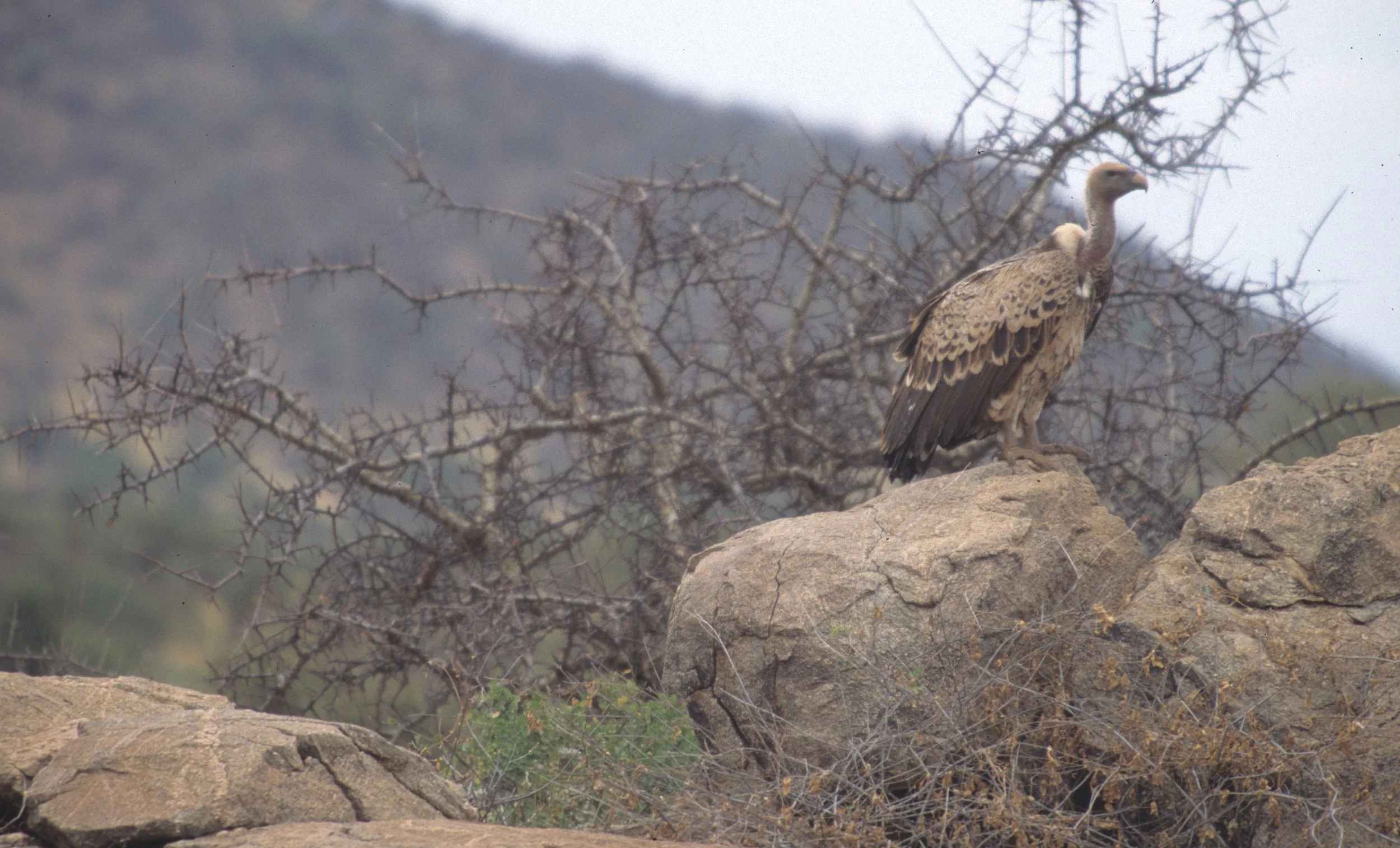 BIRDS - GRIFFON - EUROPEAN - SHABA.jpg