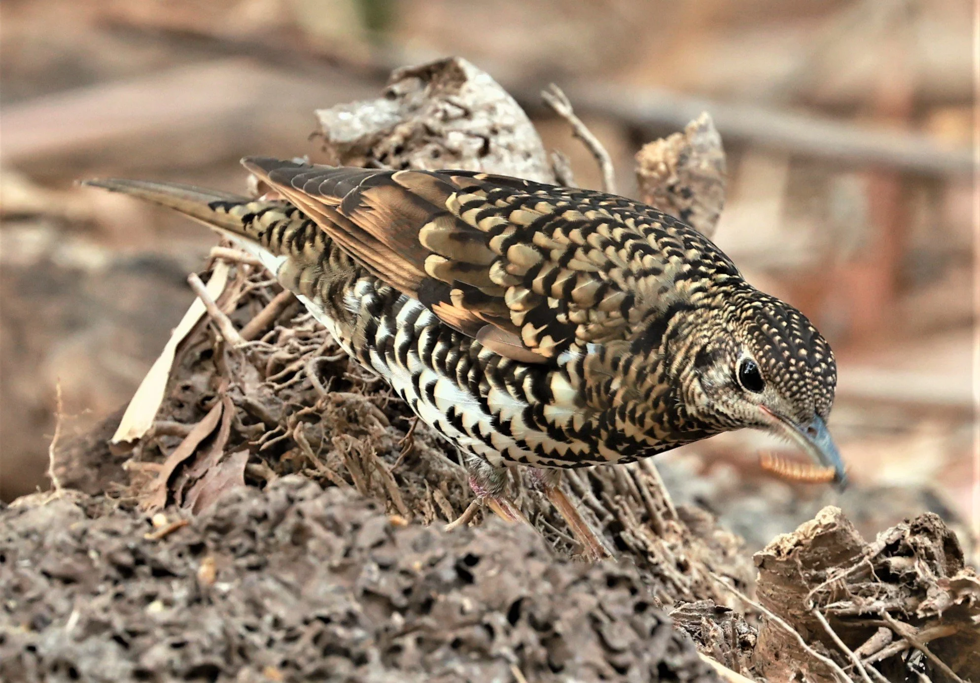 White's Thrush (Zoothera aurea) Putthamonthon Park Nakhon Pathom Thailand (202).jpg