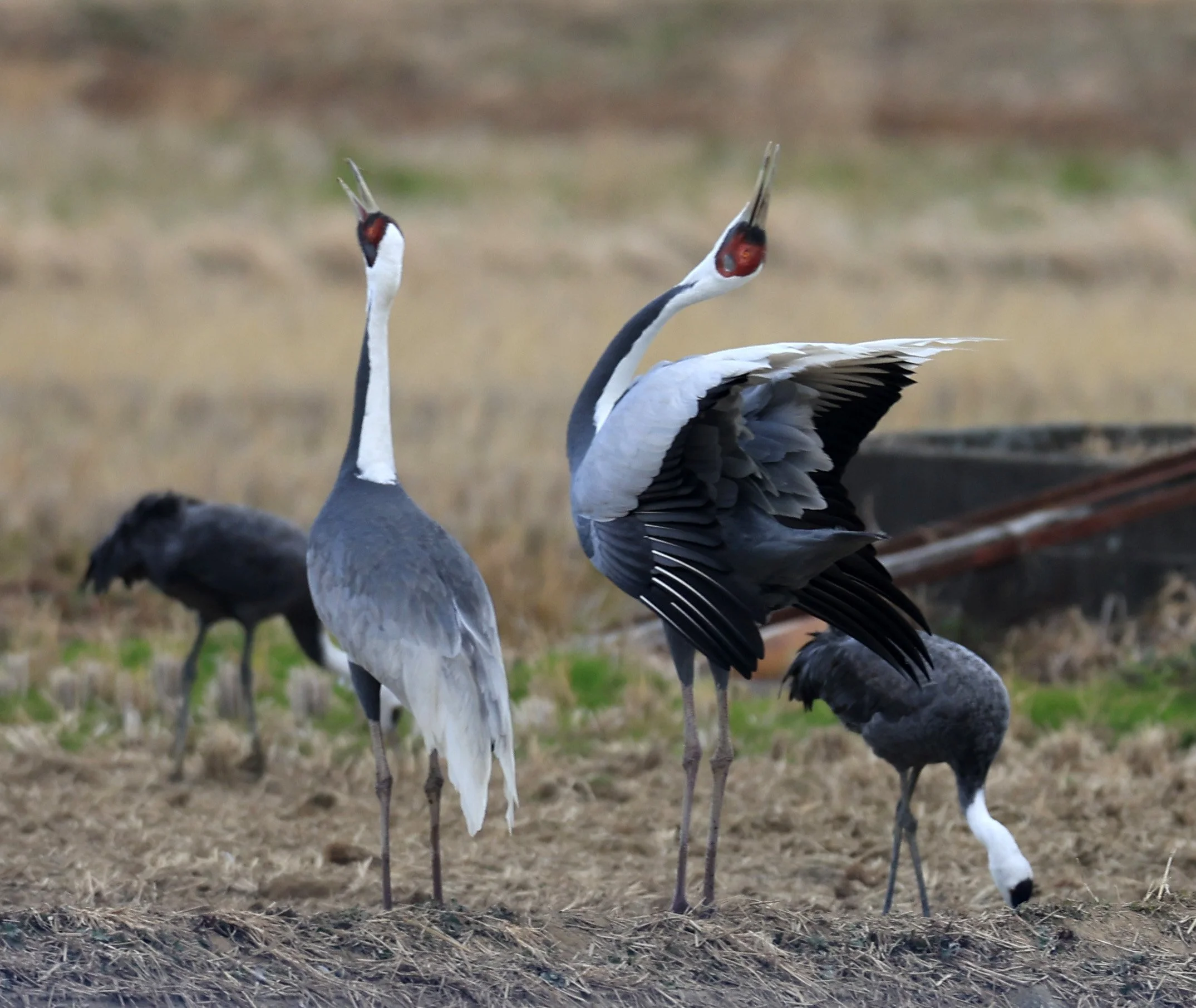 White-naped Crane (Antigone vipio) Izumi Crane Park & Center, Izumi Kagoshima Kyushu Japan (131).jpg