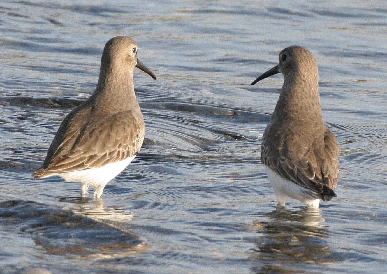BIRD - DUNLIN - PA HARBOR (8).jpg