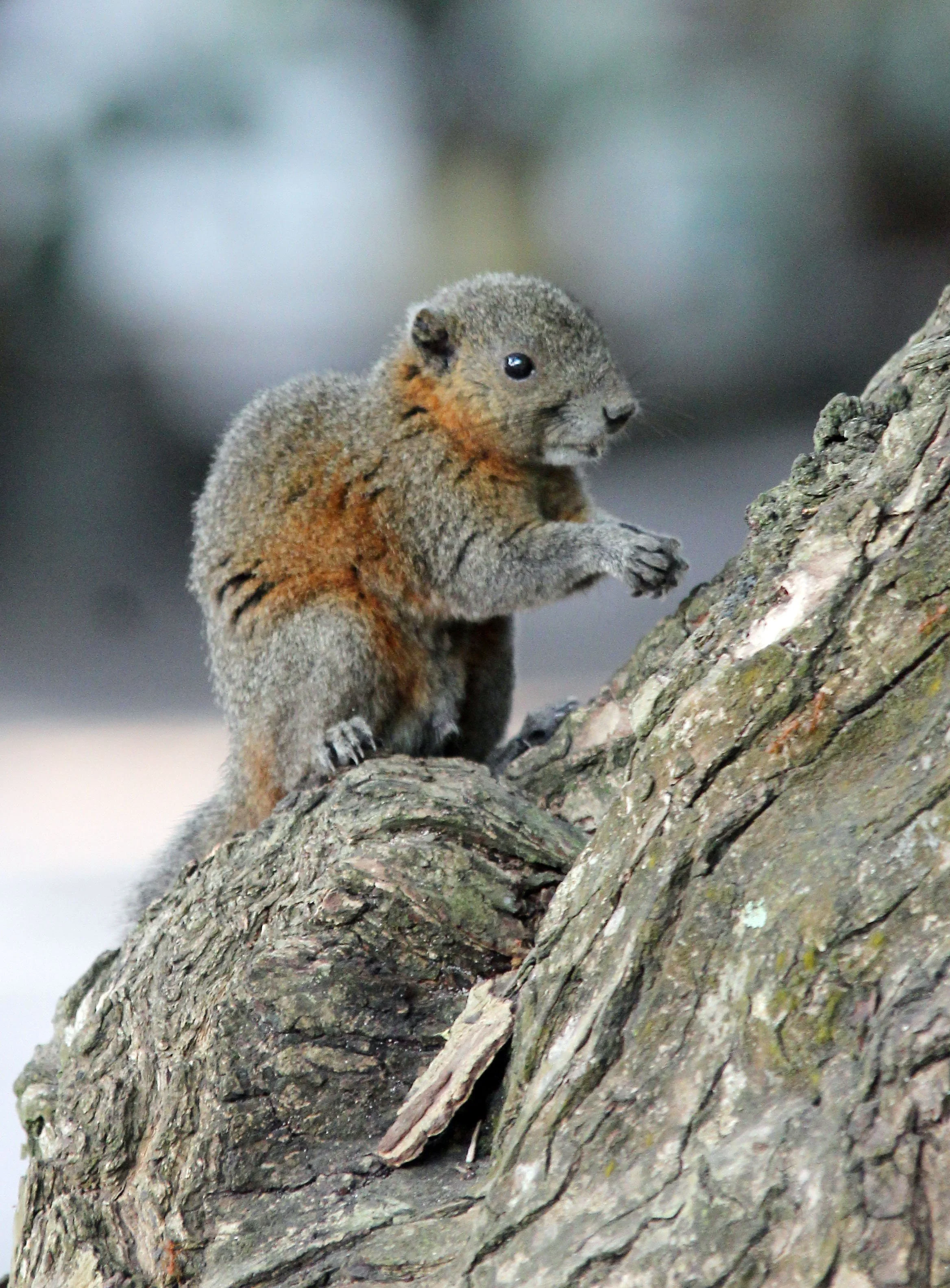 Callosciurus caniceps - ISLAND GREY-BELLIED SQUIRREL -SIMILAN ISLANDS FEB 8-13, 2015 THAILAND (326).JPG