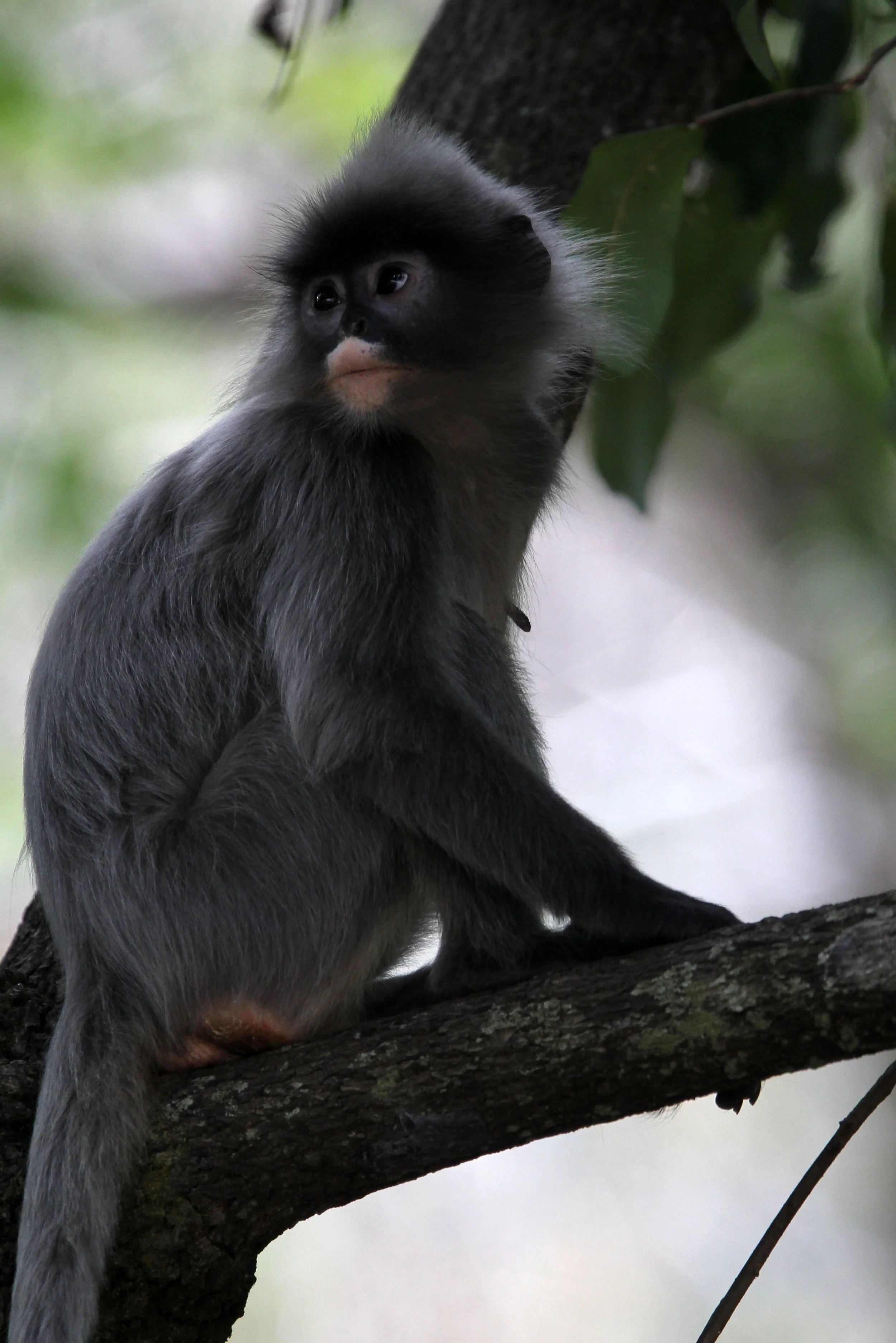 CERCOPITHECIDAE - Trachypithecus crepusculus - INDOCHINESE GRAY LANGUR - WAT PHA PU LOEI PROVINCE THAILAND (7).JPG