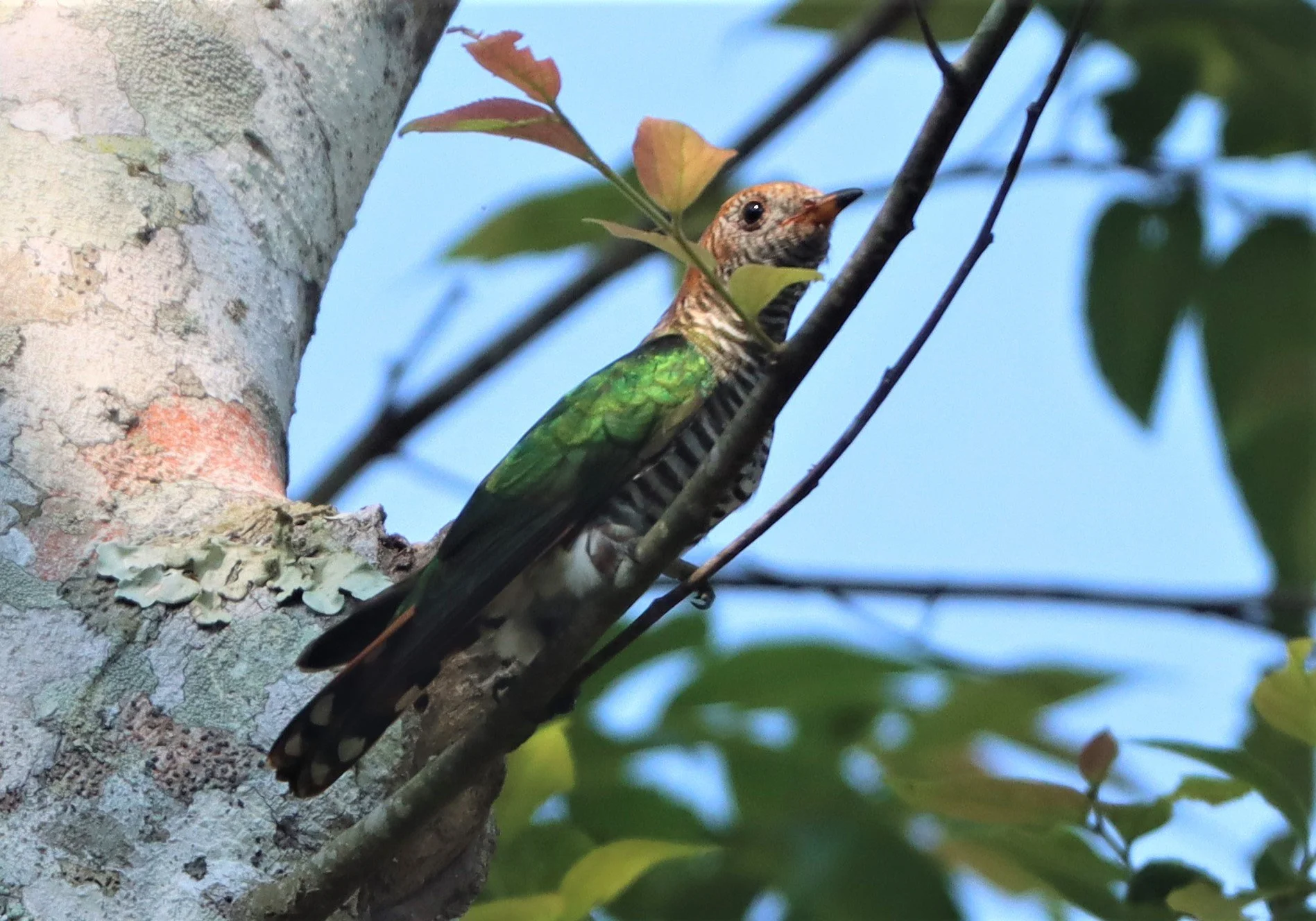 Asian Emerald Green Cuckoo (Chrysococcyx maculatus) Khao Yai NP (4).jpg