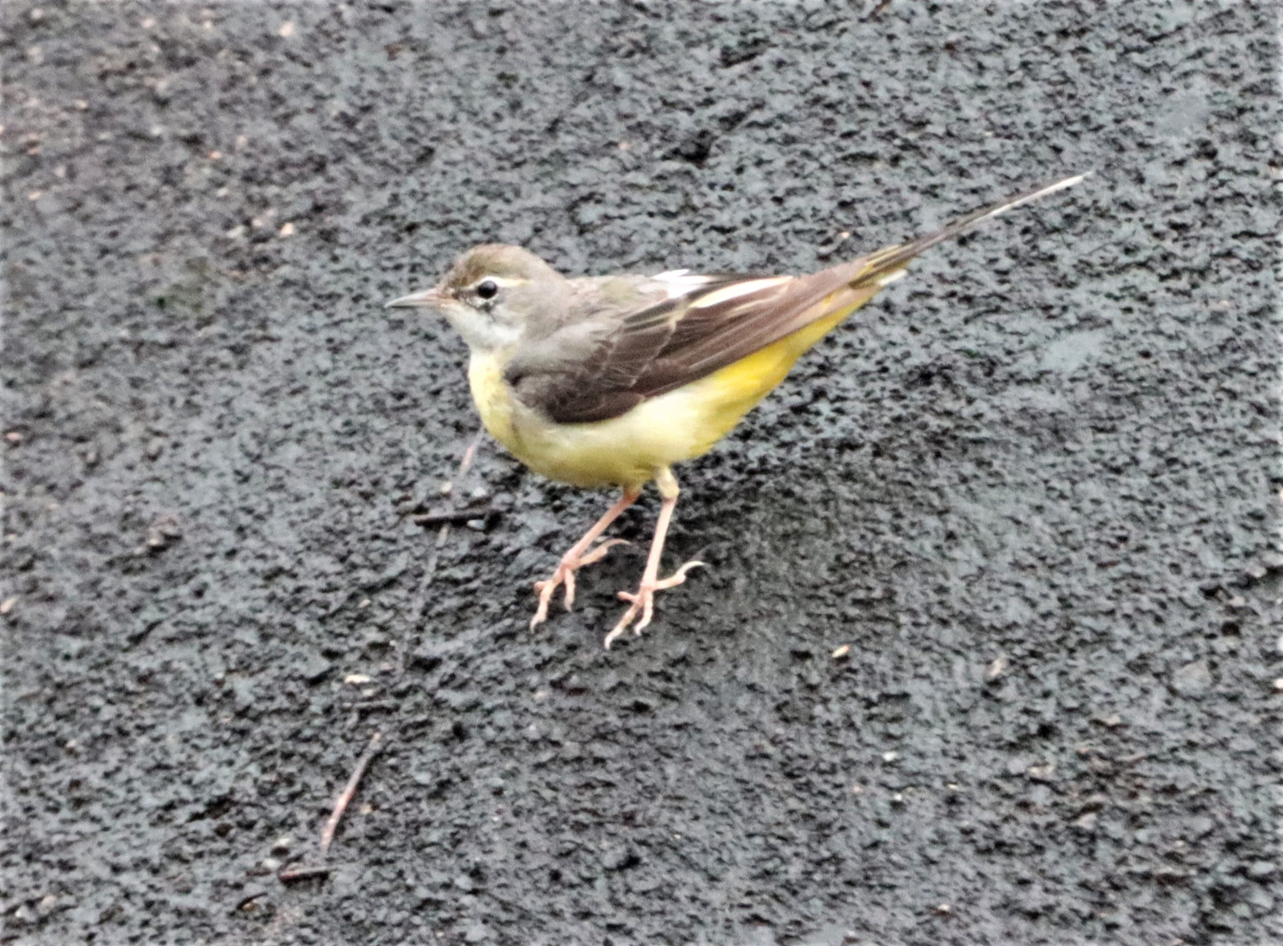 YELLOW WAGTAIL - Motacilla flava - HALA BALA WS (10).jpg