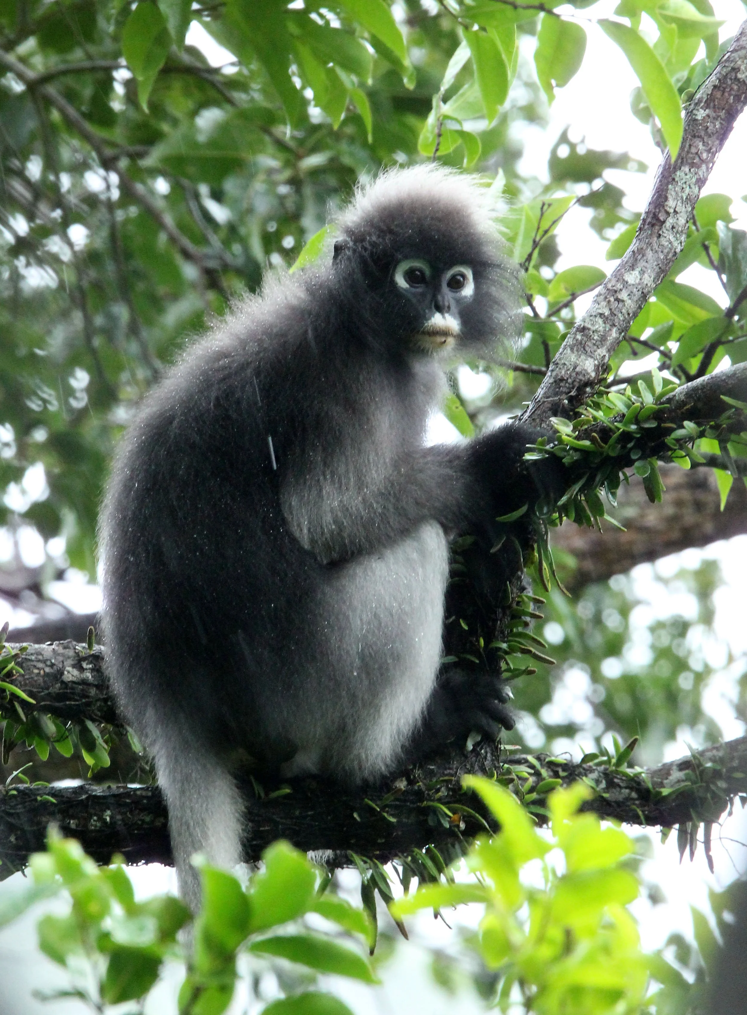 CERCOPITHECIDAE - Trachypithecus obscurus flavicauda - BLOND-TAILED DUSKY LANGUR - KAENG KRACHAN NATIONAL PARK THAILAND (27).JPG