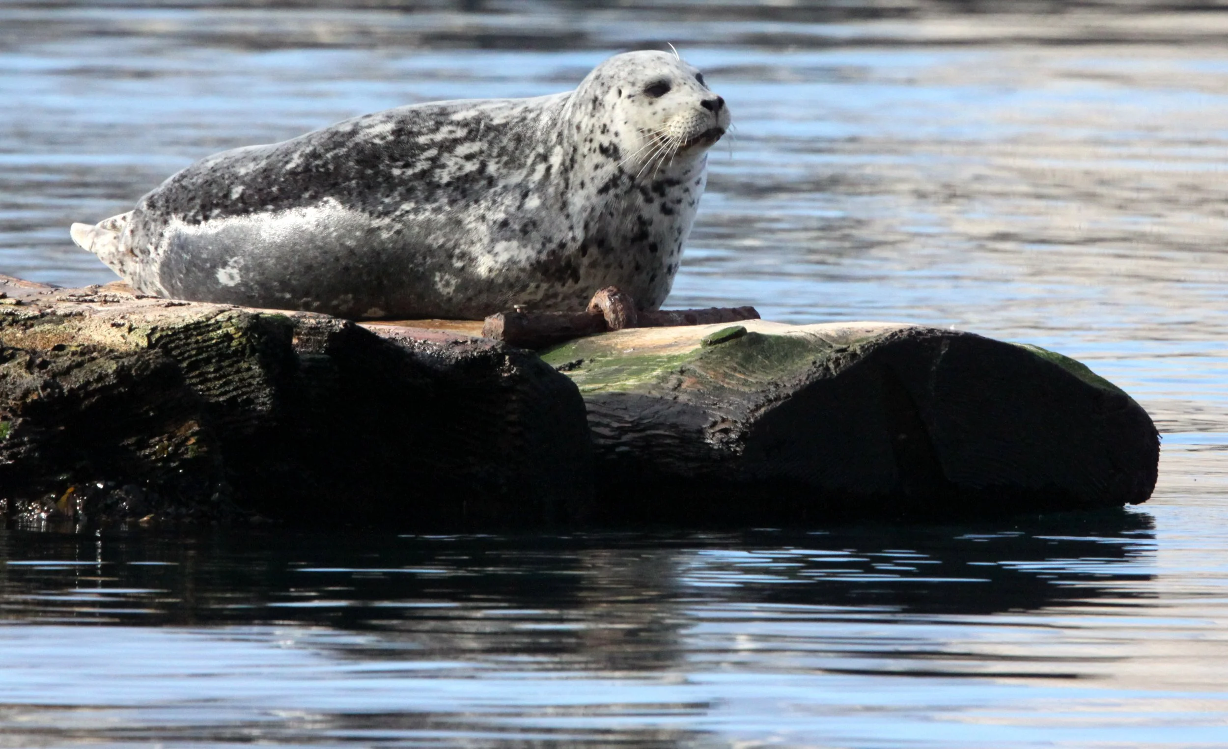 PINNIPED - SEAL - HARBOR SEAL - PORT ANGELES HARBOR.JPG
