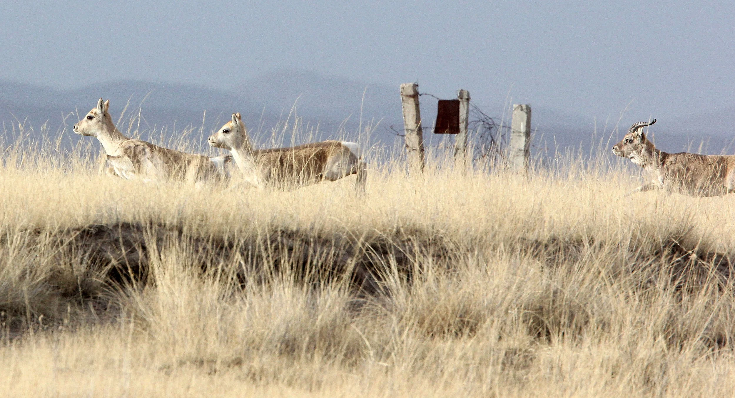 GAZELLE - PRZEWALSKI'S GAZELLE - Procapra przewalskii - QINGHAI LAKE CHINA (154).JPG