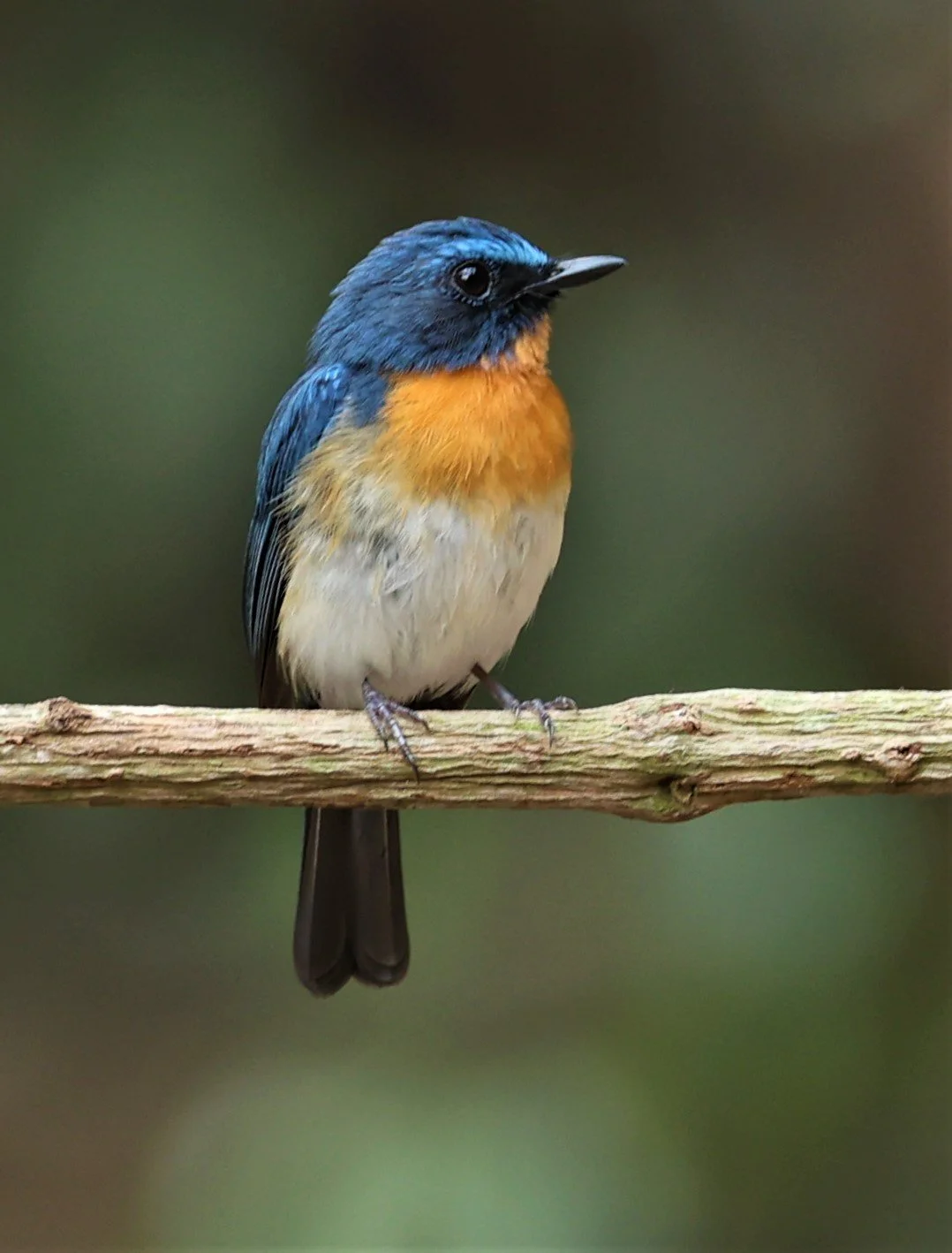 FLYCATCHER - INDOCHINESE BLUE-FLYCATCHER - Cyornis sumatrensis - SRI SATCHANALAI NP MANAO WATERHOLE MAY 1 2022 (68).jpg