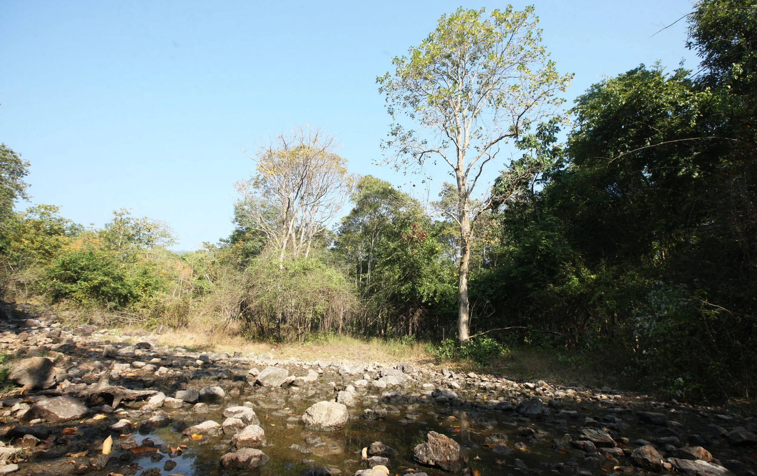 Open area where a natural spring seeps producing a water source and mineral like deep in the core area of Huai Kha Khaeng.  We've seen many Banteng here.