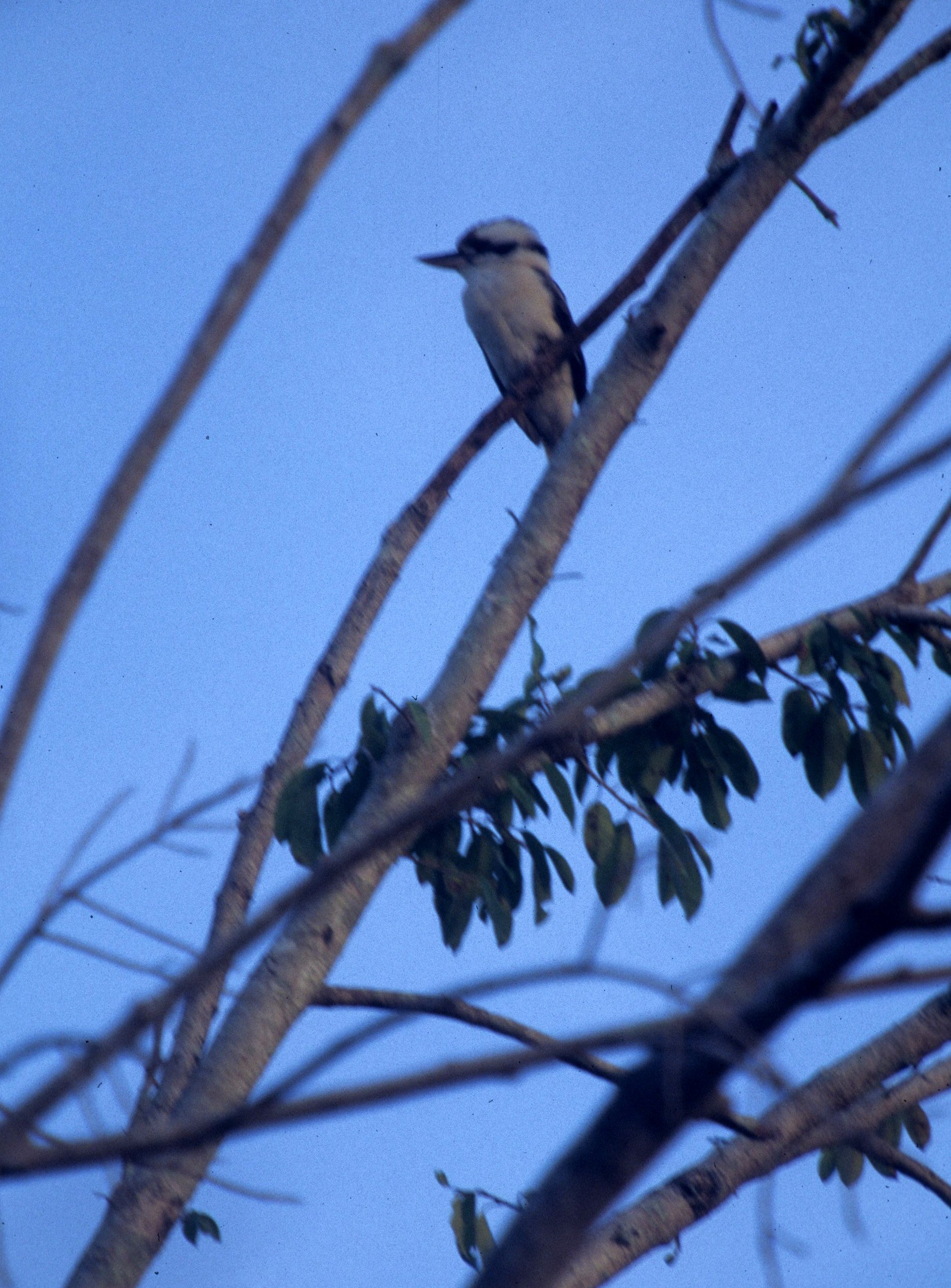 BIRD - KINGFISHER - LAUGHING KOOKABURRA - DAINTREE QUEENSLAND A.jpg
