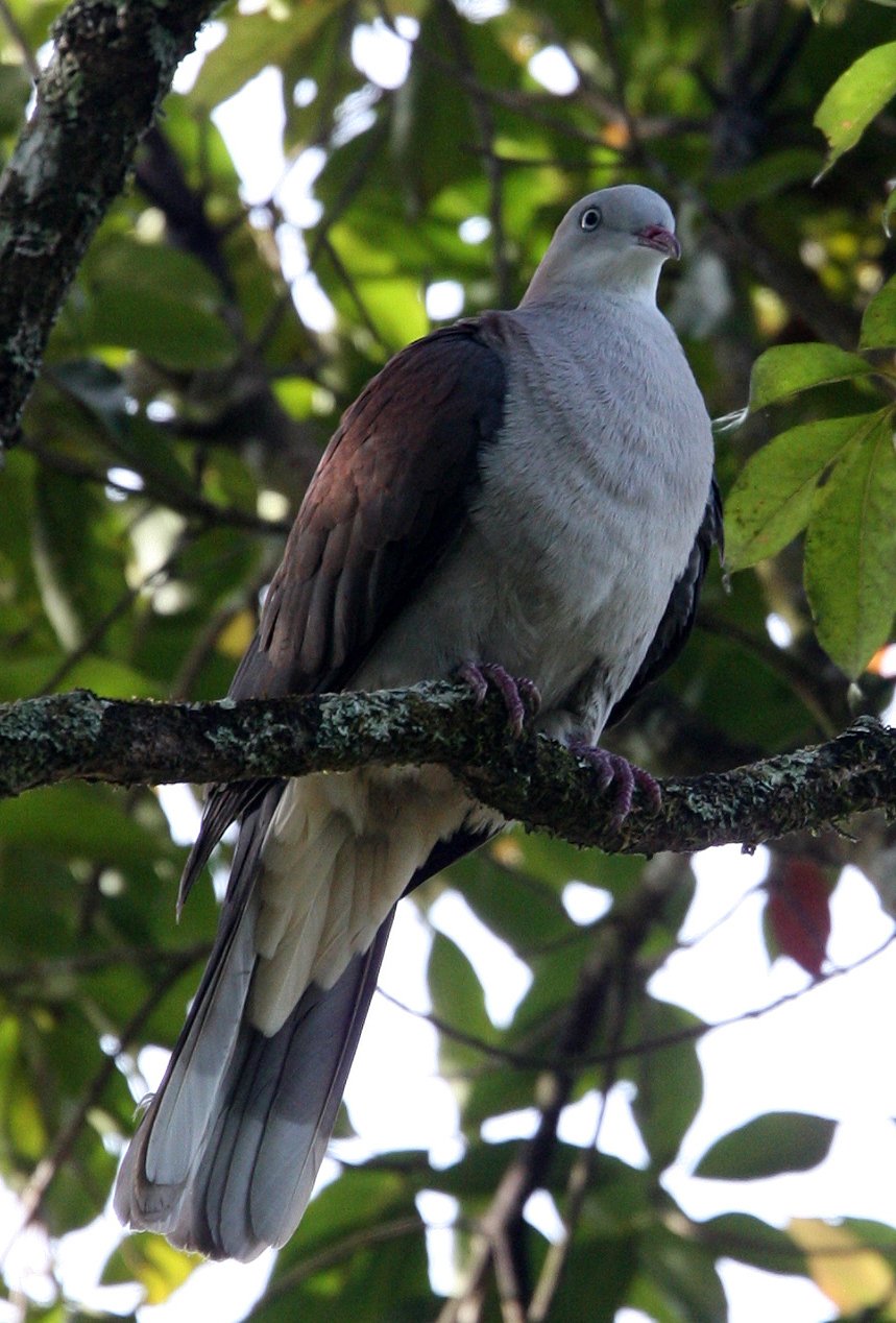 Mountain Imperial-Pigeon (Ducula badia) Kaeng Krachan NP Thailand (9).JPG
