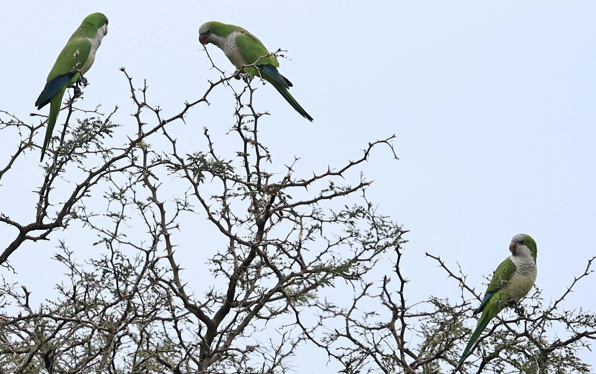 Monk Parakeets (Myiopsitta monachus) El Palmar National Park, Entre Rios, Argentina (1).jpg