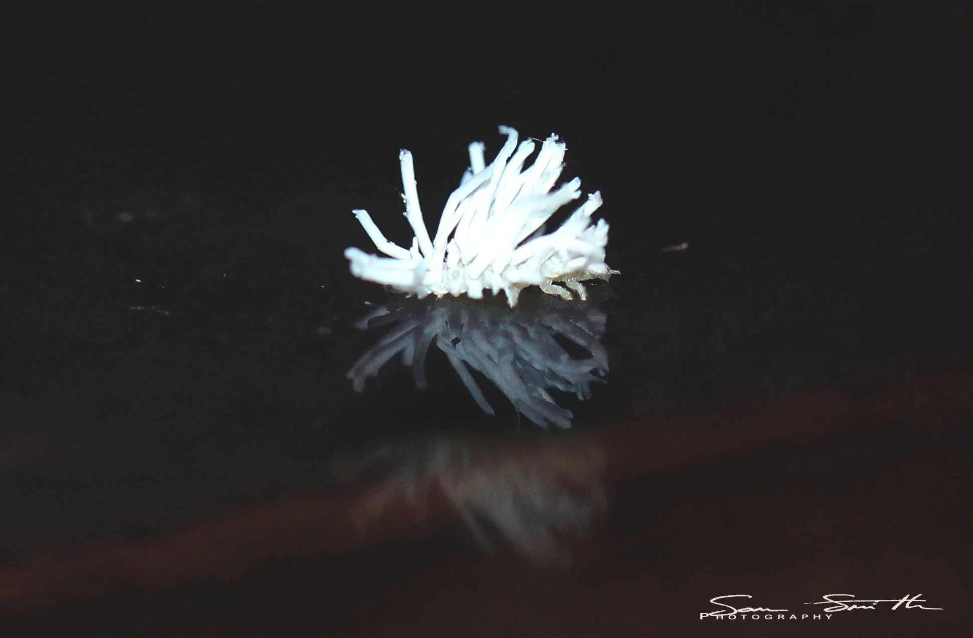 Phromnia sp. - Flatid Nymphs - Koh Lanta, Thailand (10).JPG