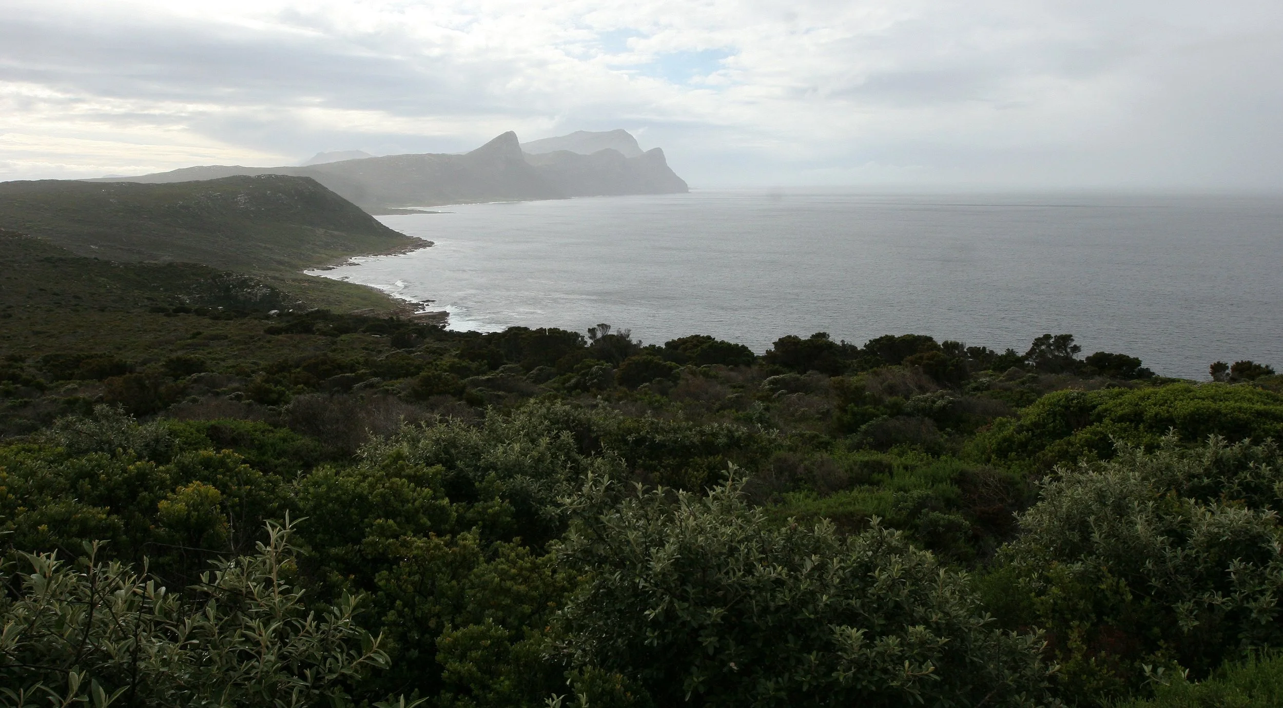 TABLE MOUNTAIN NATIONAL PARK - COASTAL FYNBO PLANT COMMUNITY (6).JPG