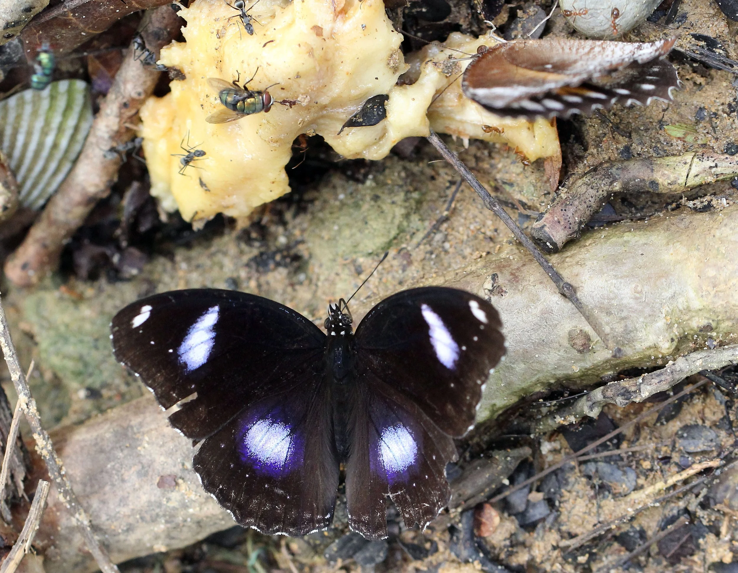 Nymphalidae - Hypolimnas bolina - Koh Lanta Thailand 