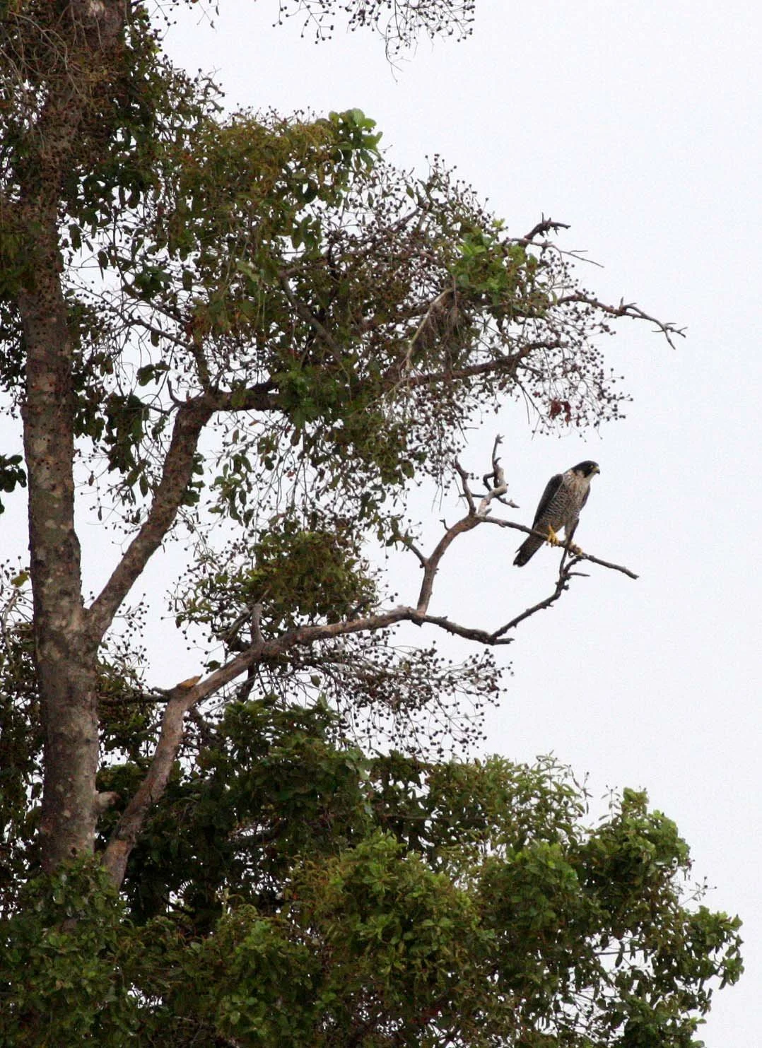 Falco peregrinus peregrinator - INDIAN PEREGRINE FALCON - BUENG BORAPHET THAILAND - CHRISTMAS IN THAILAND TRIP 2008 (18).JPG