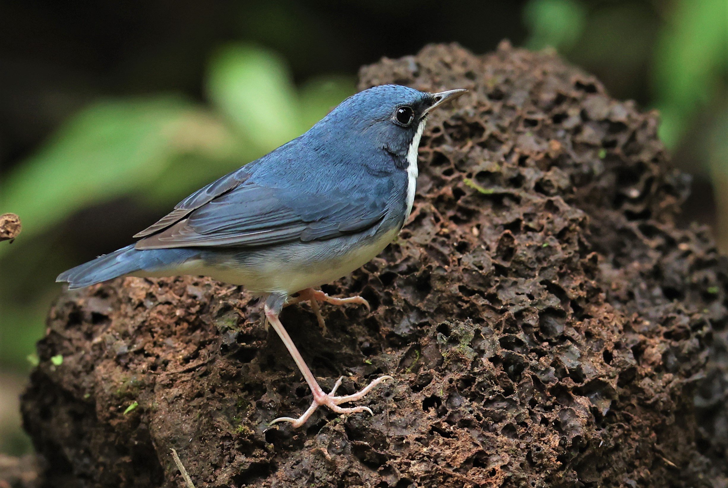 ROBIN - SIBERIAN BLUE ROBIN - Luscinia cyane - DOI INTHANON NP CHIANG MAI, DEC 2021.JPG