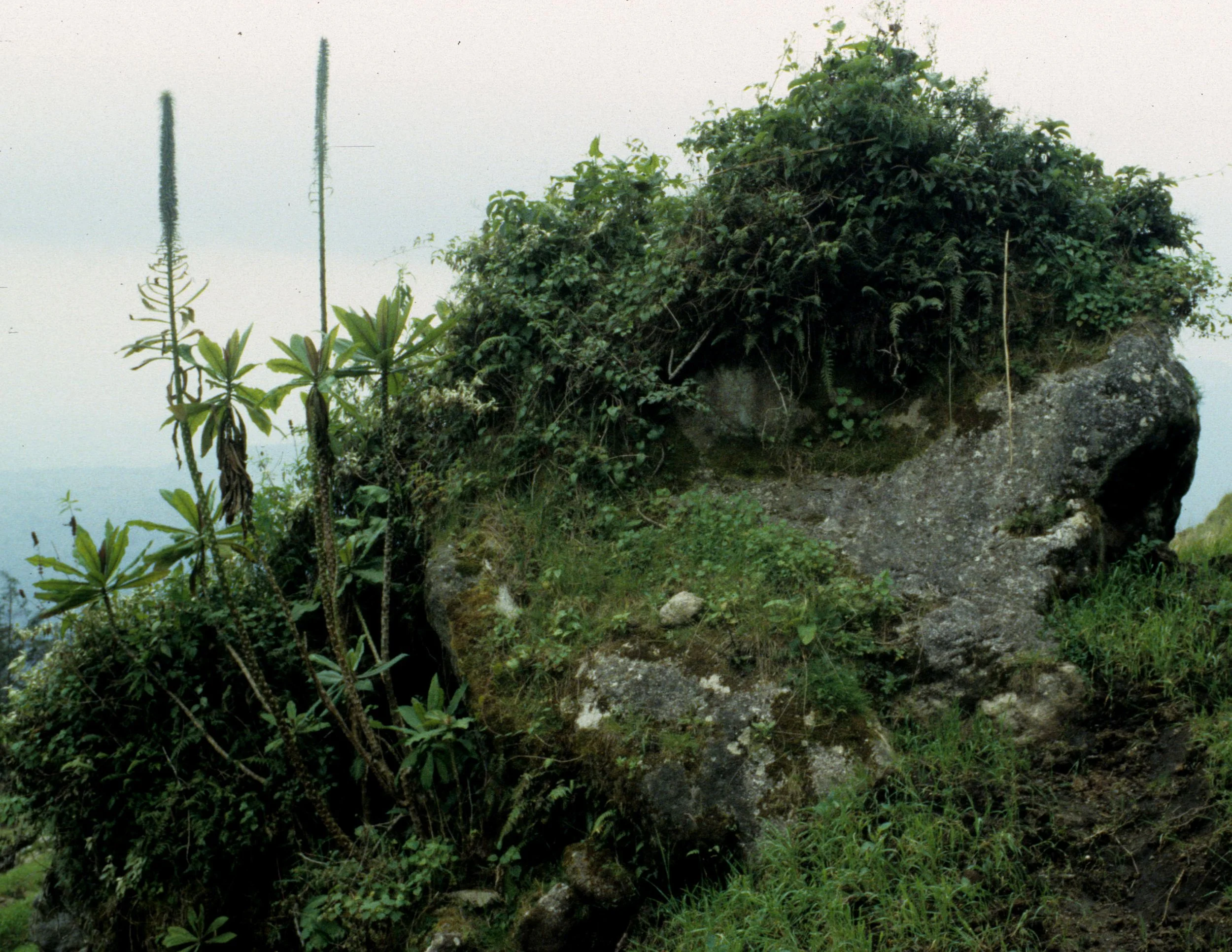 RWANDA - PLANTS - LOBELIA. E.jpg