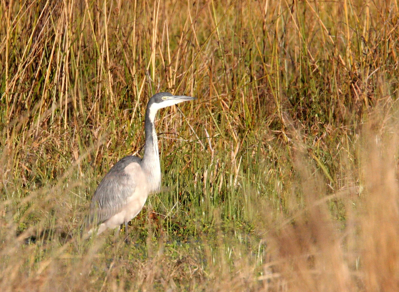 HERON - BLACK-HEADED HERON - Ardea melanocephala - KHWAI CAMP OKAVANGO BOTSWANA (5).JPG