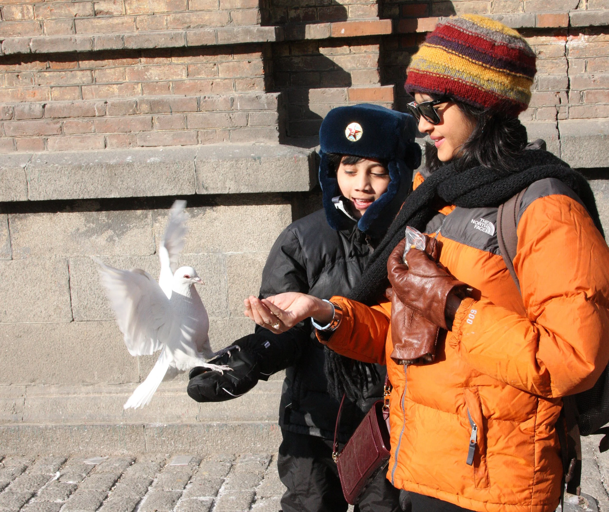 BIRD - PIGEON - HARBIN SAINT SOPHIA'S CATHEDRAL CHINA (28).JPG