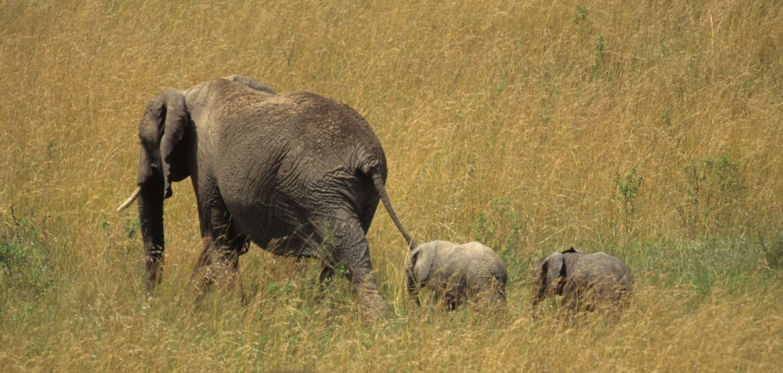 ELEPHANT - SERENGETI 24.jpg