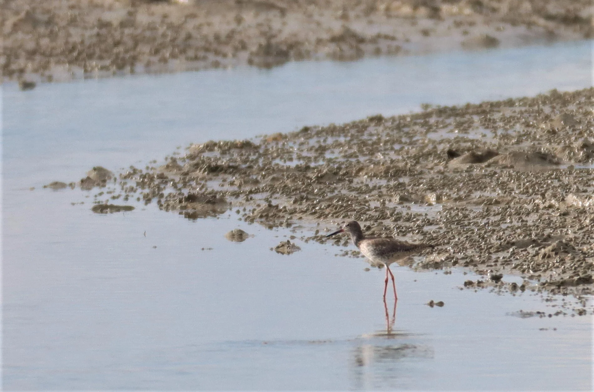 REDSHANK - COMMON REDSHANK - Tringa totanus - LAEM PAKARAM PHANG NGA PROVINCE (2).jpg