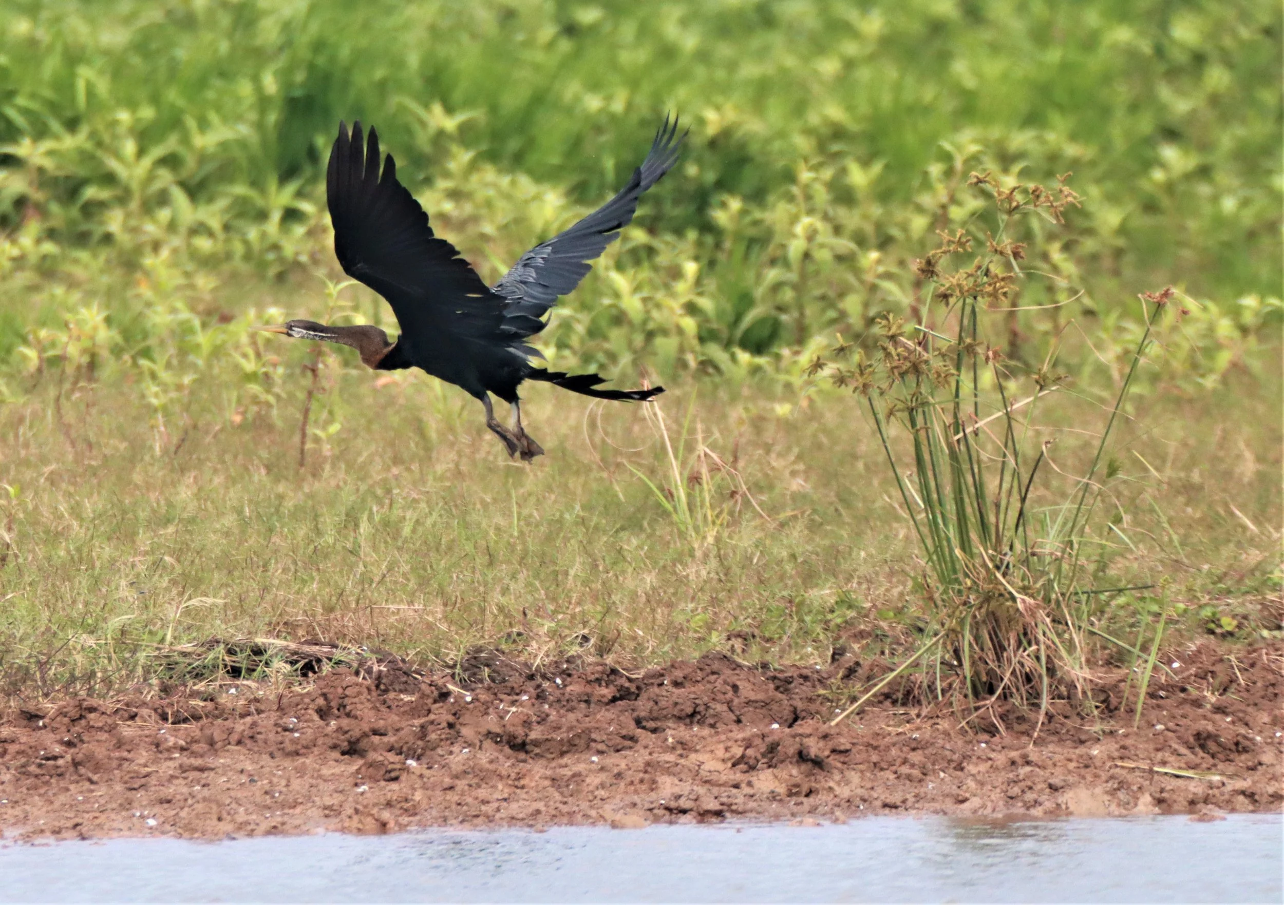 DARTER - Anhinga melanogaster - BUENG BORAPHET NAKHON SAWAN AUGUST 2021 (14).jpg