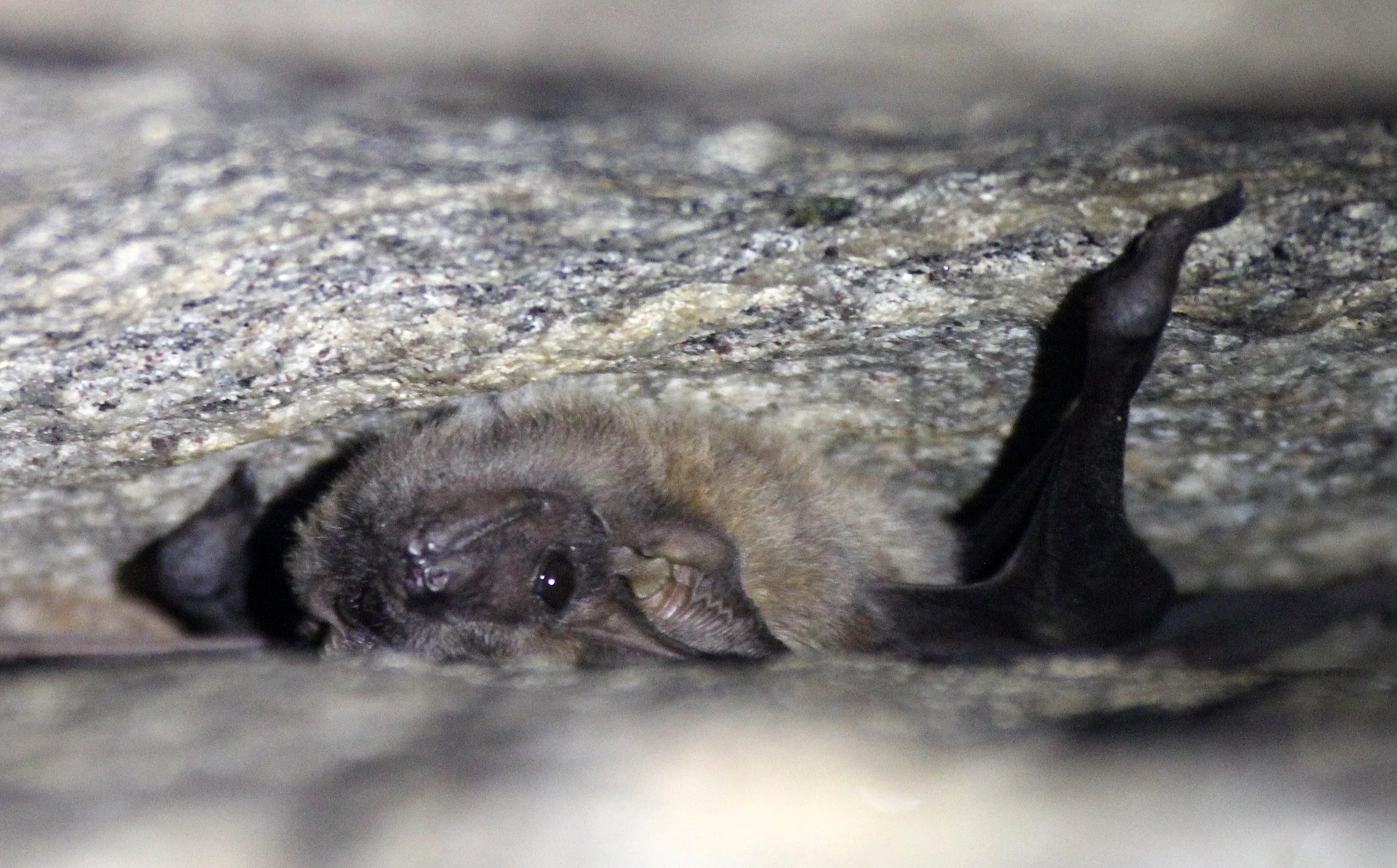 Taphozous longimanus - LONG-WINGED TOMB BAT - SIGIRIYA FOREST AREA SRI LANKA (19).JPG