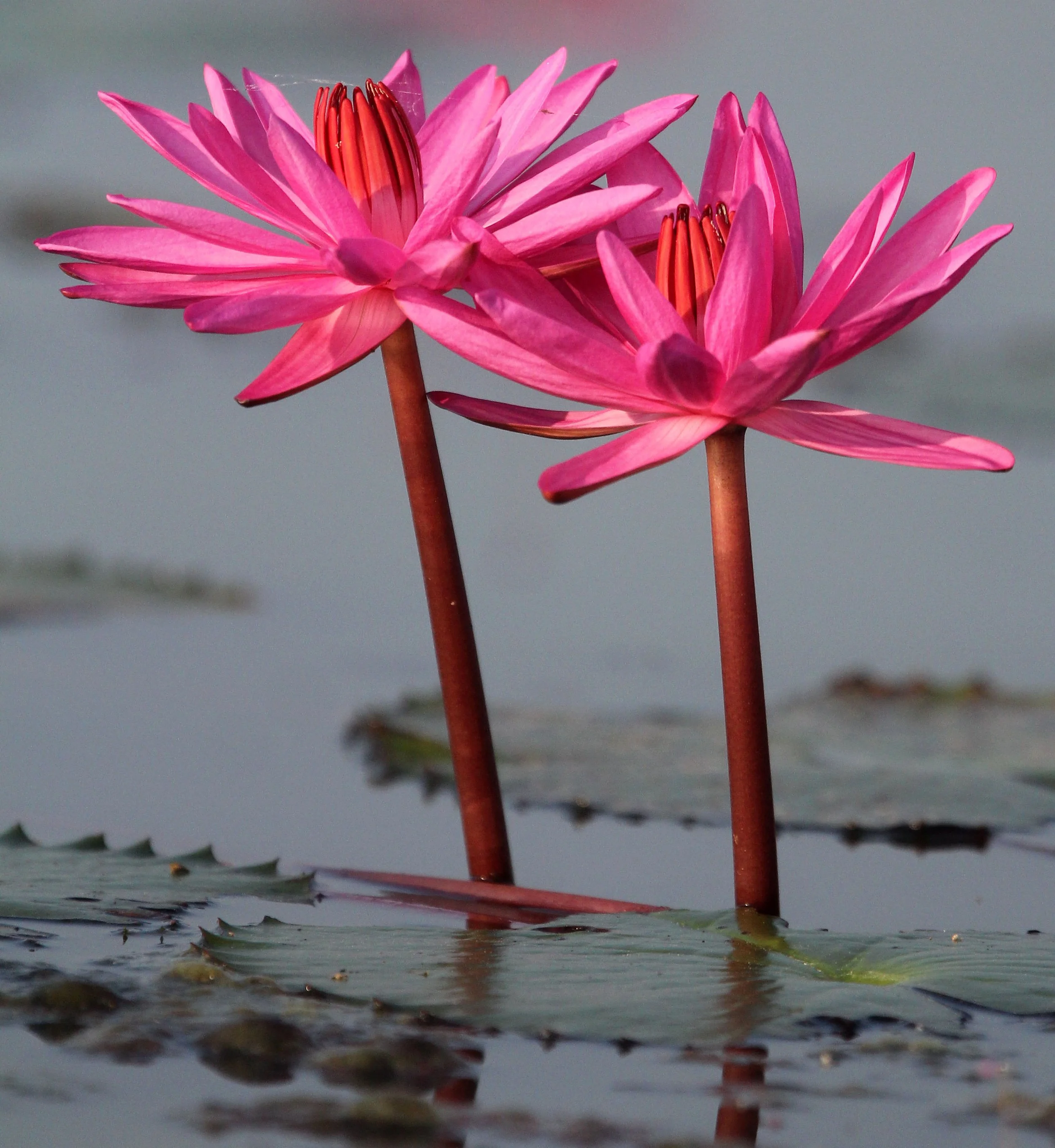 2018 Thale Noi Bird Sanctuary Patthalung (58).JPG