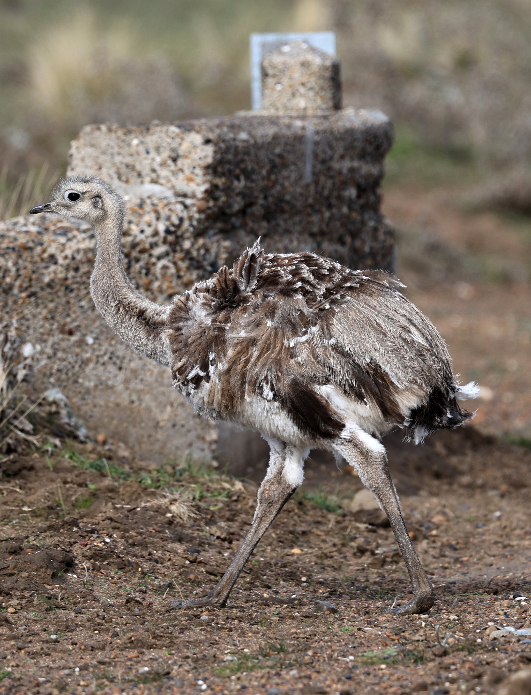 Lesser or Darwin's  Rhea (Rhea pennata) Valdes Peninsula, Chubut Province, Argentina Day 2 (18).jpg