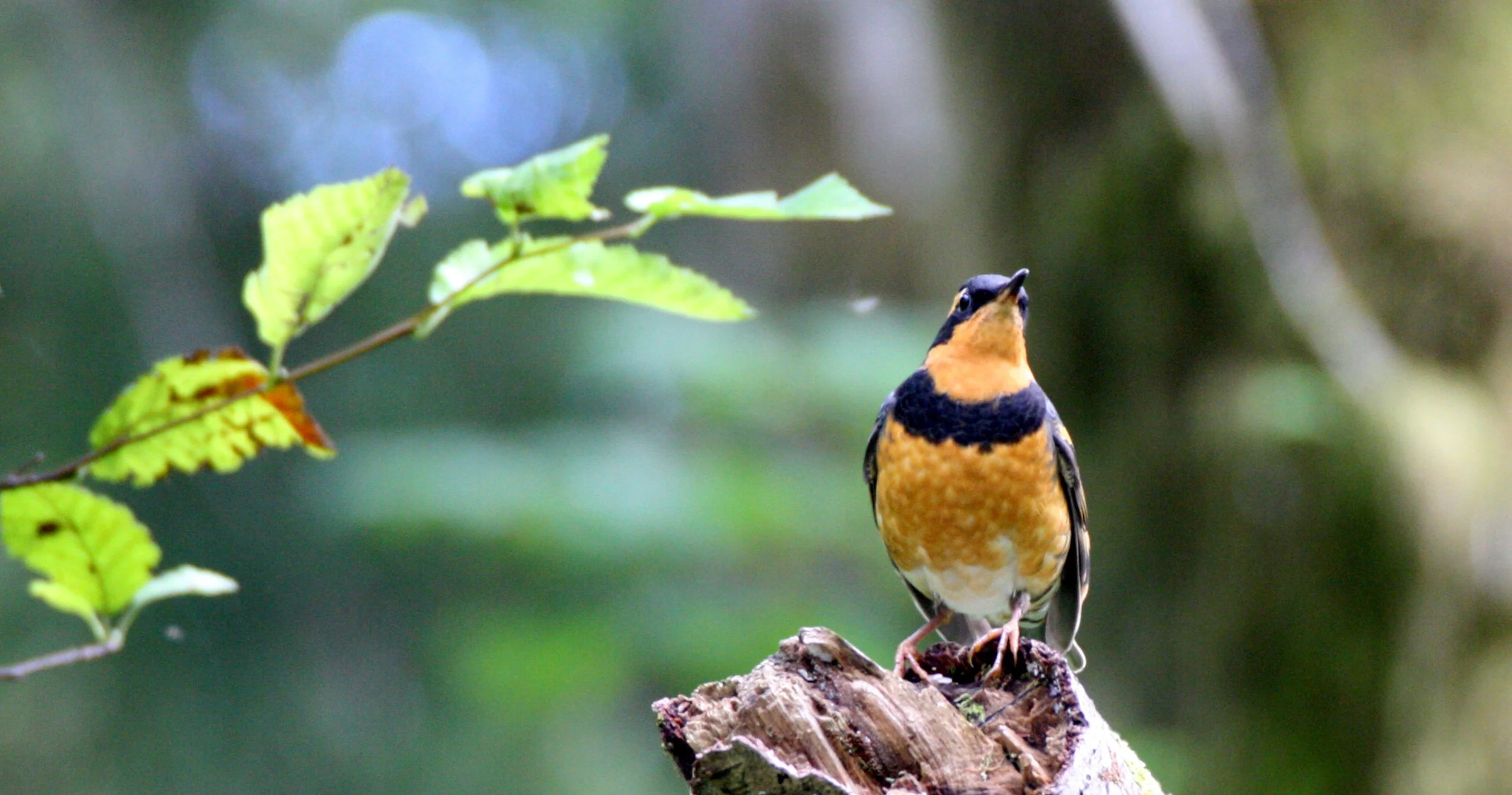 Varied Thrush (Ixoreus naevius) Pillar Point Strait of Juan de Fuca Washington (4).JPG