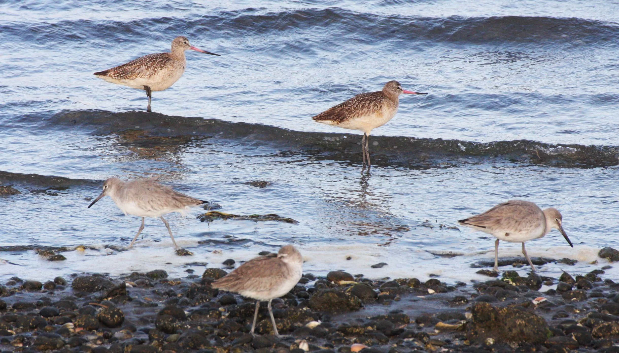 BIRD - GODWIT - MARBLED GODWIT - WITH WILLETS - SAN IGNACIO LAGOON BAJA MEXICO.JPG