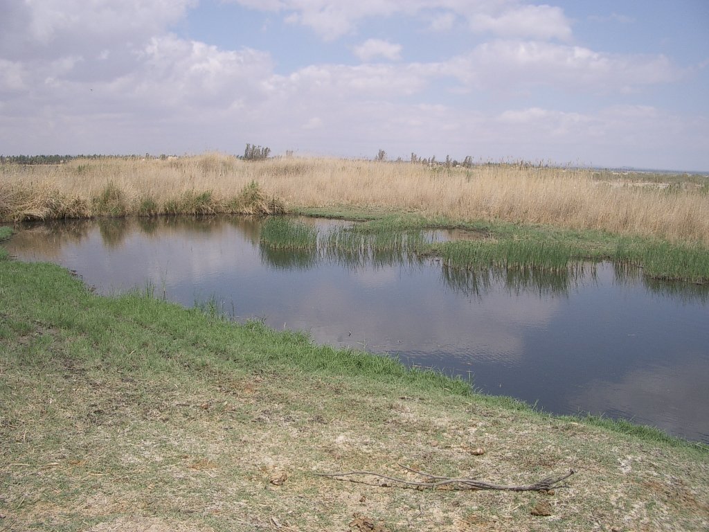 AZRAQ WETLANDS (5).JPG
