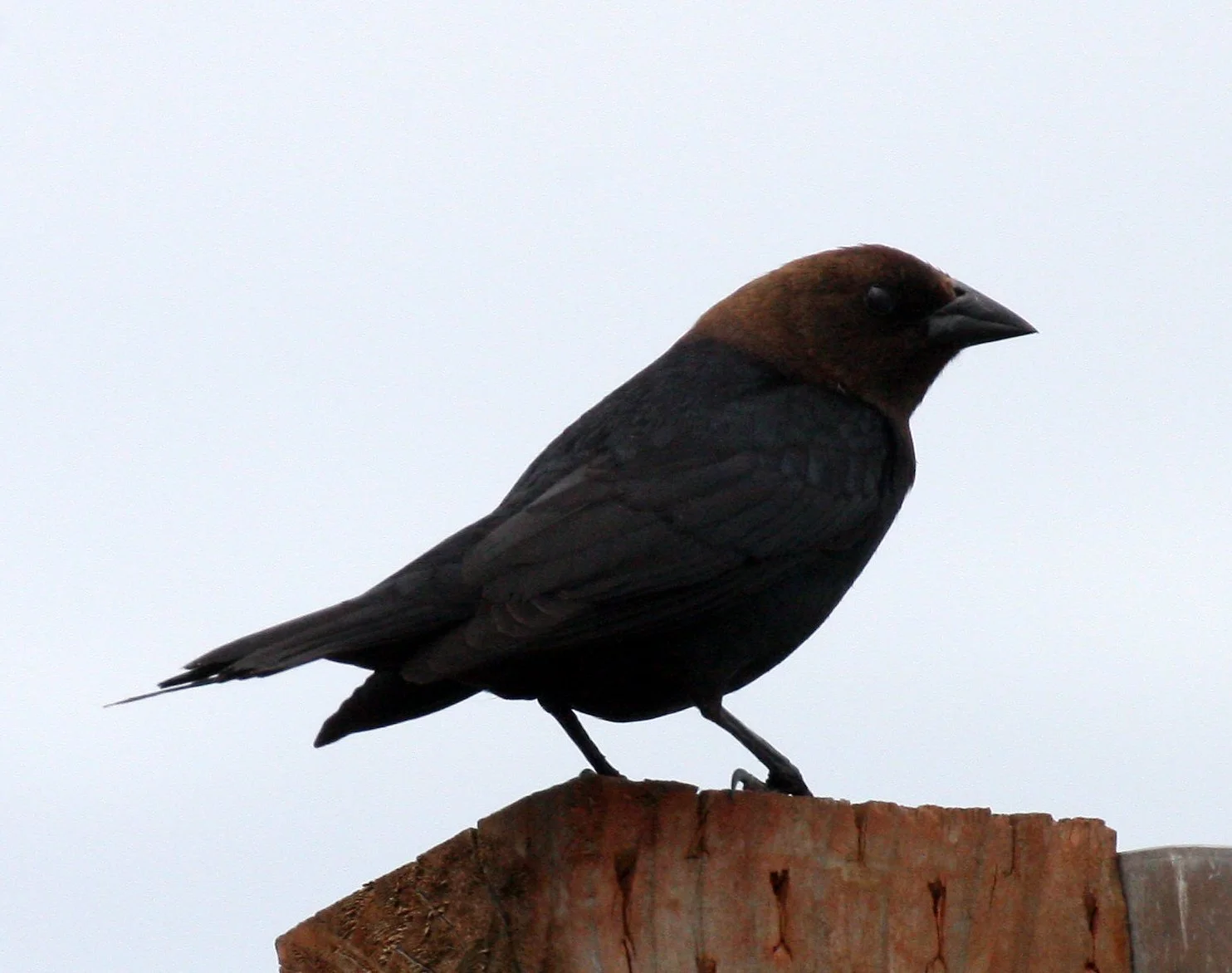 Brown-headed Cowbird (Molothrus ater) Dungeness Spit Washington (1).JPG