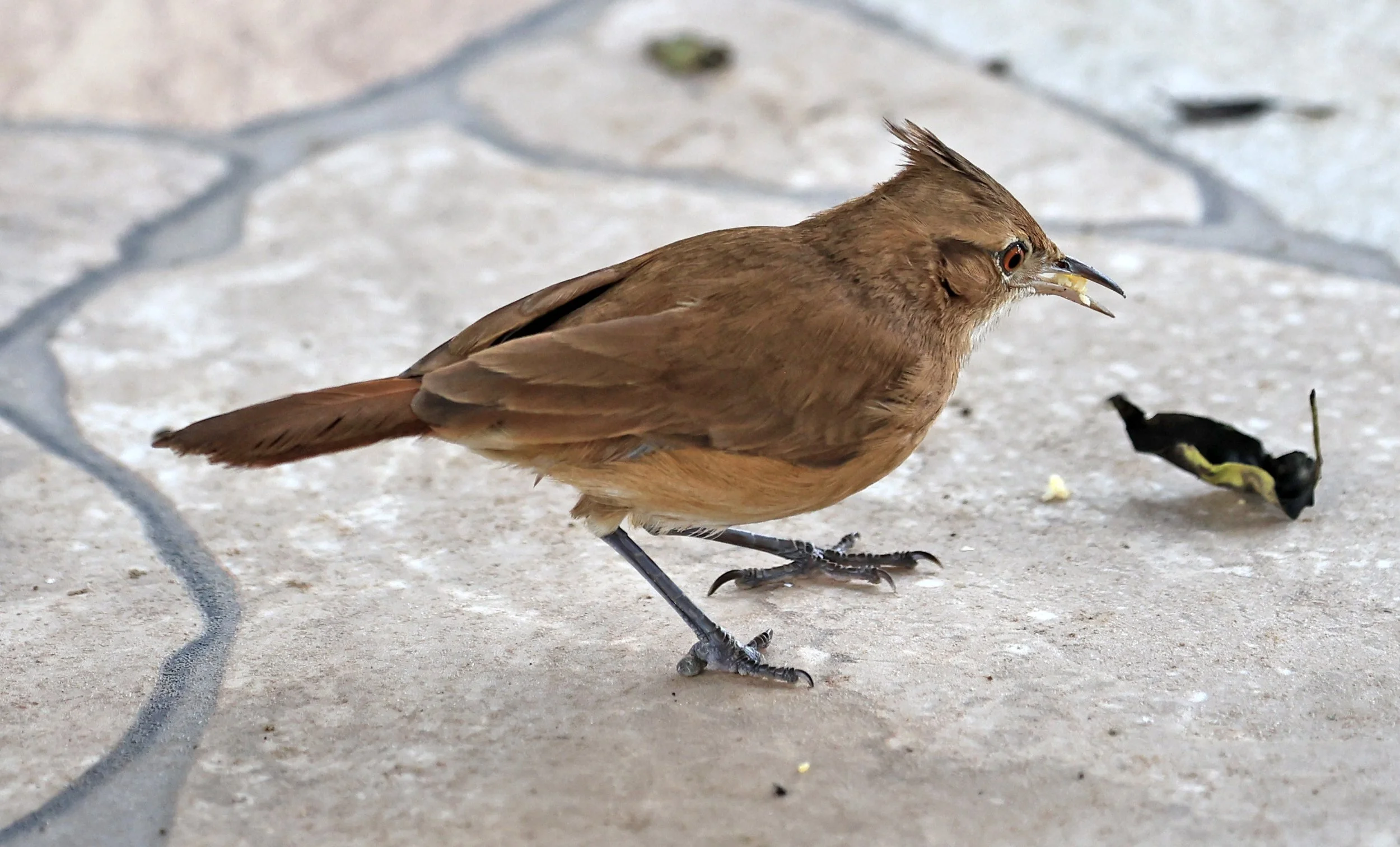 Crested Hornero (Furnarius cristatus) Hotel Campestre Iparoma Paraguay (3).jpg