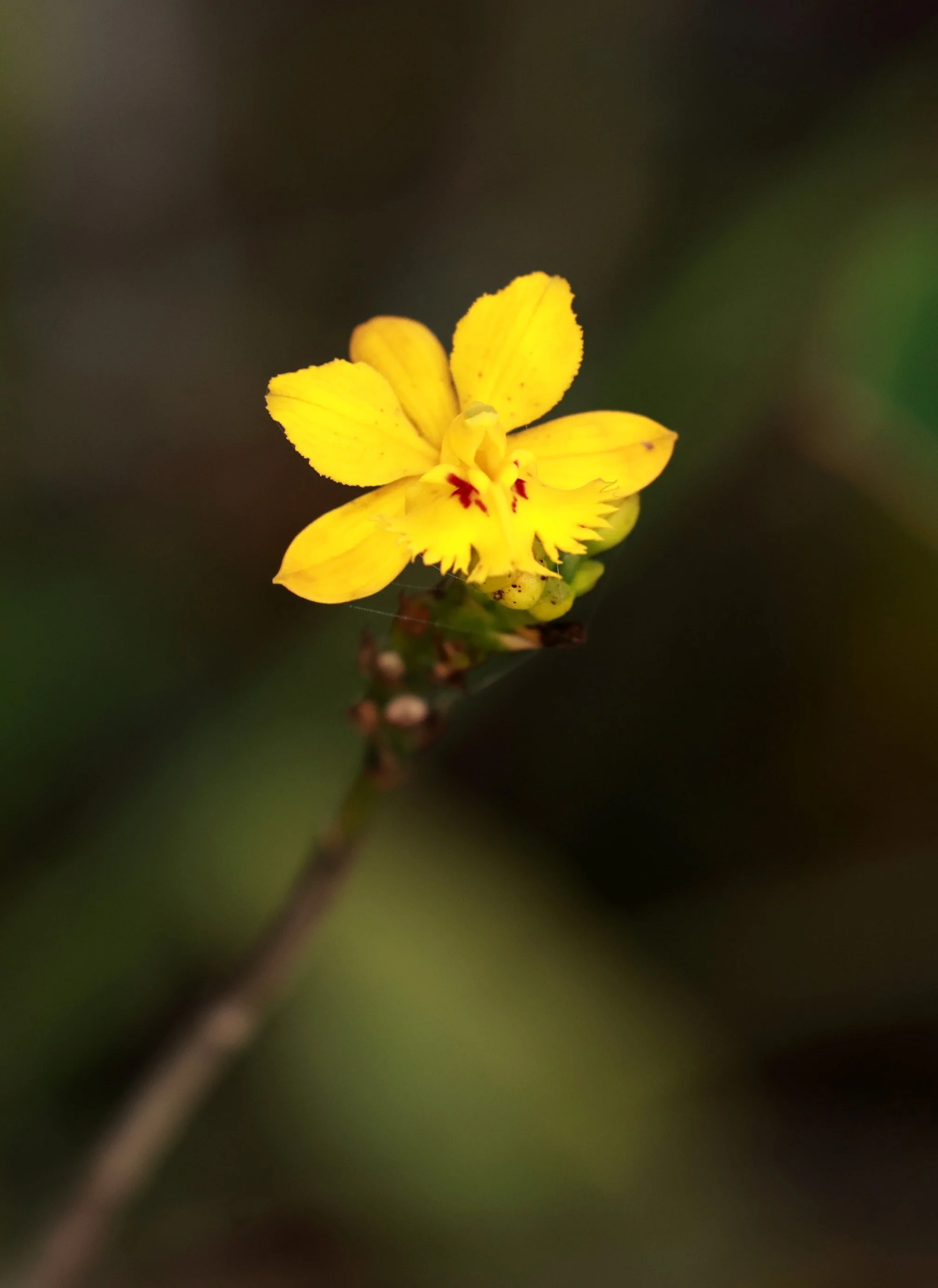 Orchidaceae species - Superagüi National Park, Brazil 