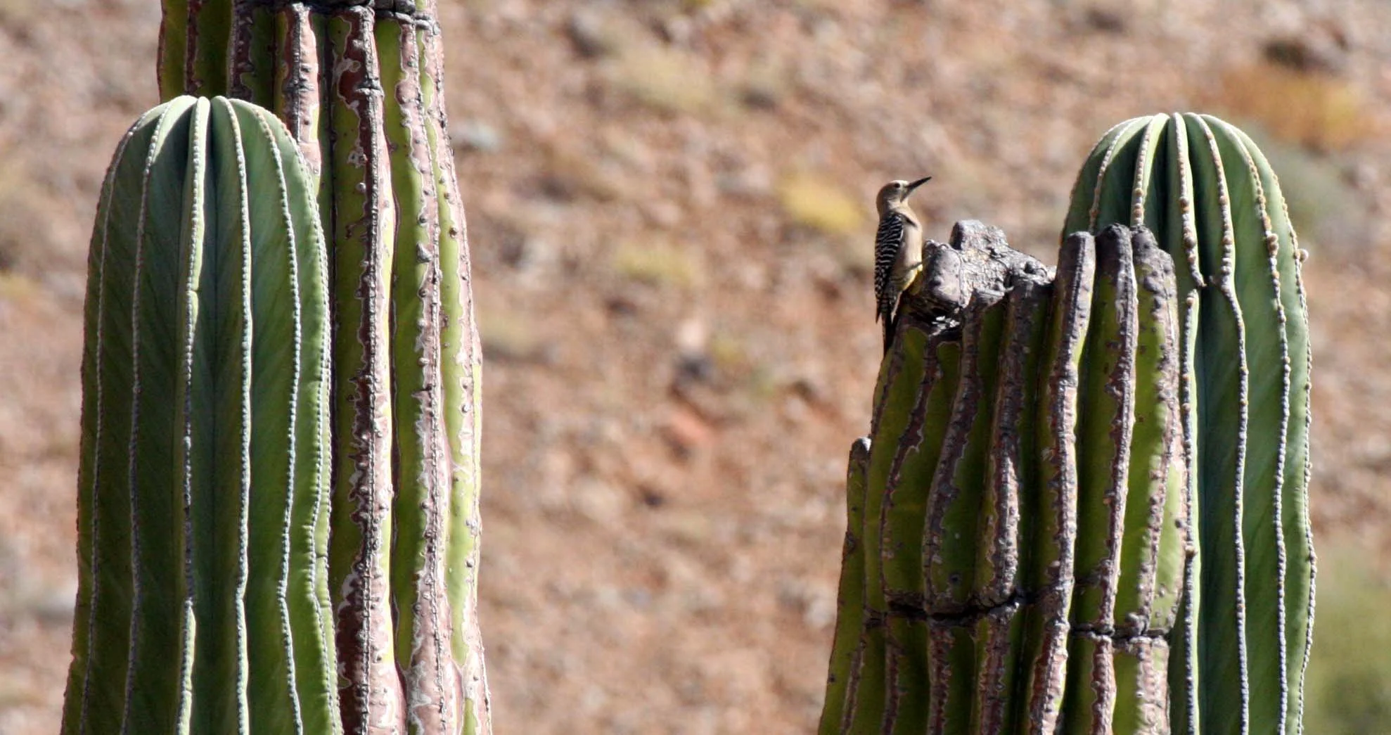 BIRD - WOODPECKER - GILA WOODPECKER - ISLA SANTA CATALINA BAJA MEXIO (13).JPG