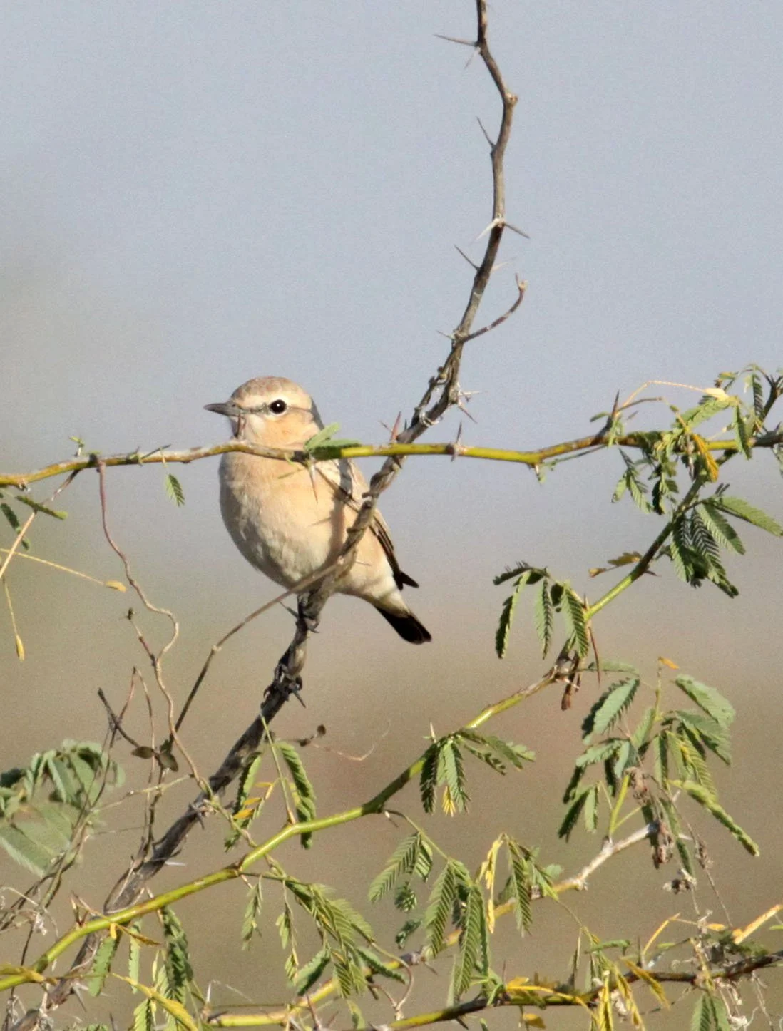 BIRD - WHEATEAR - SPECIES TBD - LITTLE RANN OF KUTCH GUJARAT INDIA (26).JPG