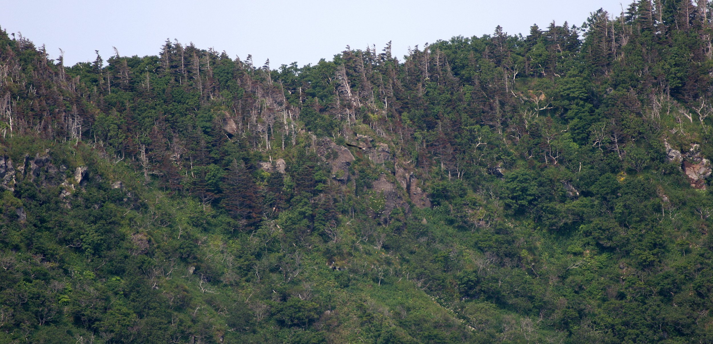 KURIL ISLANDS - FLORA  (7).jpg