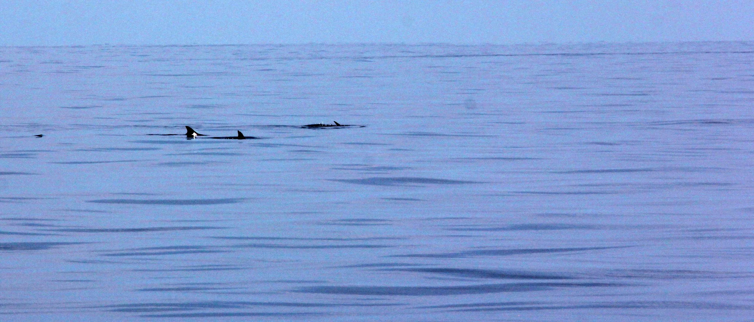 2014 Similans Trip with Family on The Junk (220).JPG