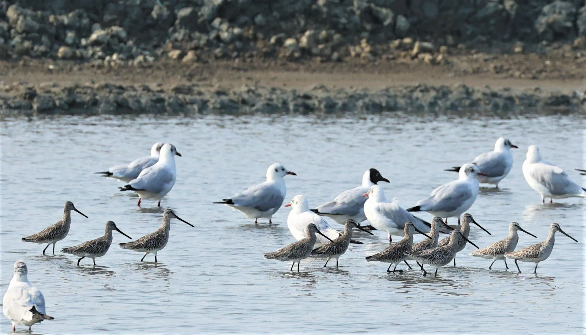DOWITCHER - ASIAN DOWITCHER - Limnodromus semipalmatus - PAK THALE SALT PONDS MARCH 2022 (43).jpg