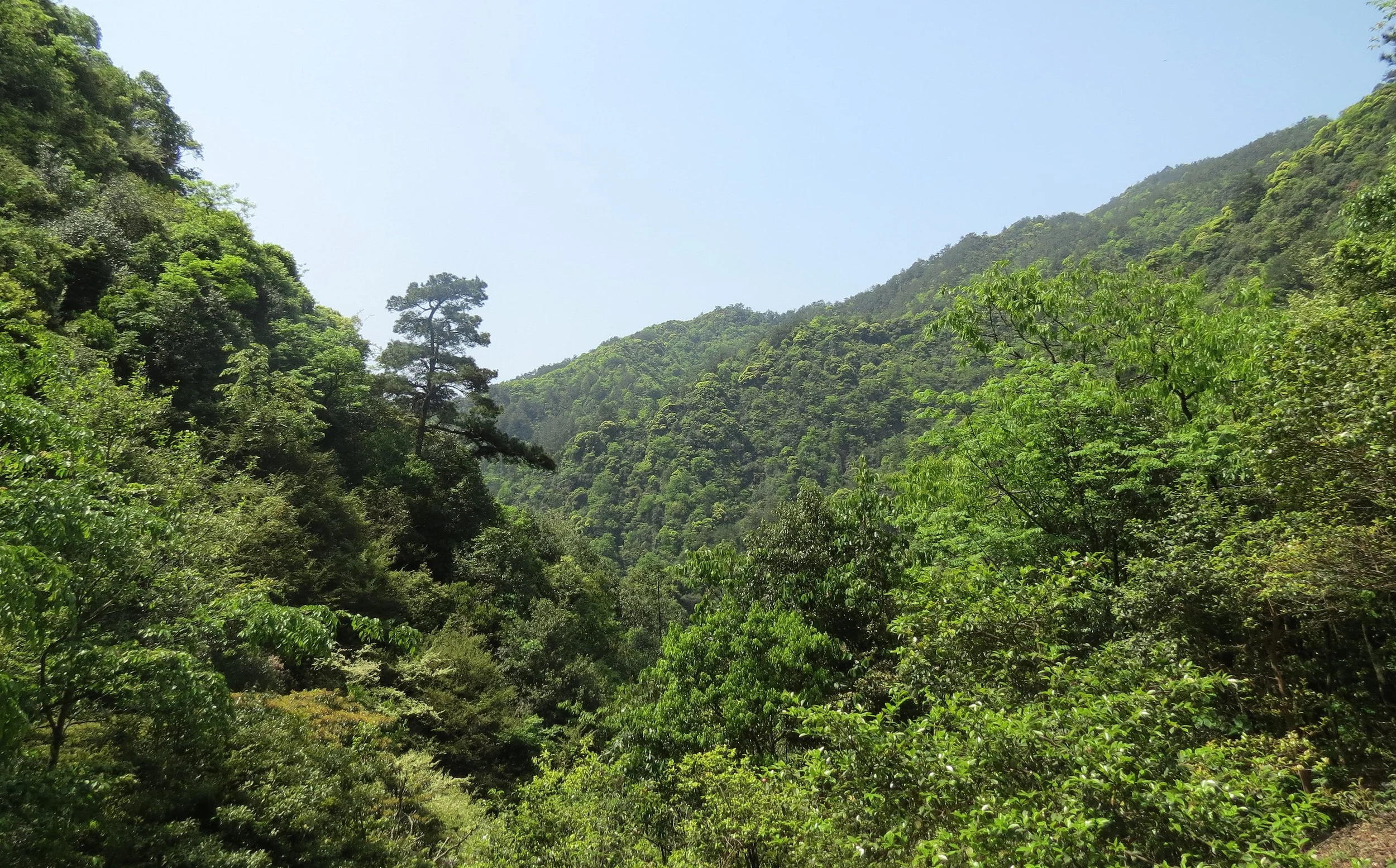 MONKEY VALLEY - FUXI VILLAGE NEAR HUANGSHAN CHINA (59).JPG