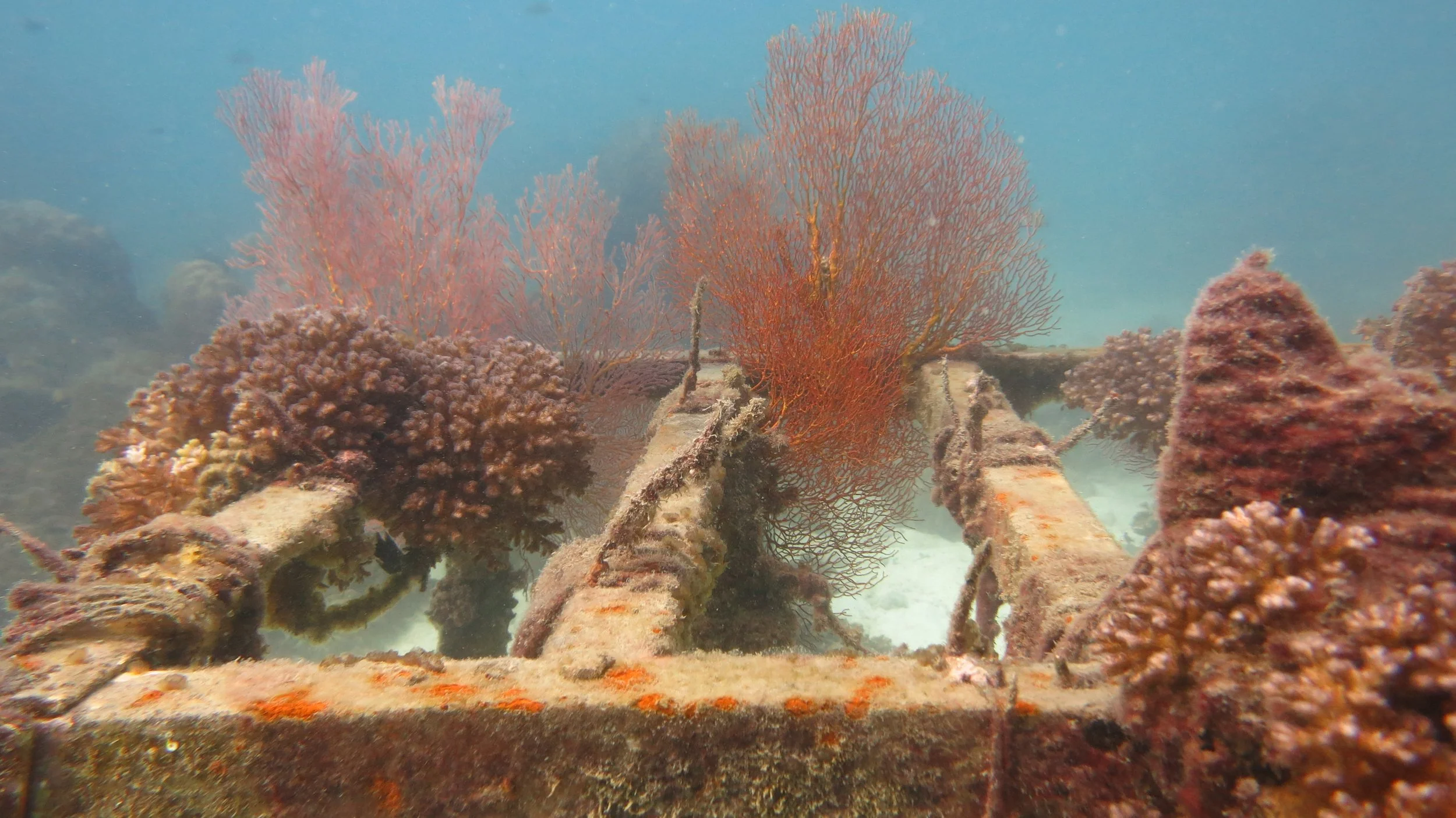 2016 BPS Satthahip Dive Trip with Marine Conservation Club (72).JPG